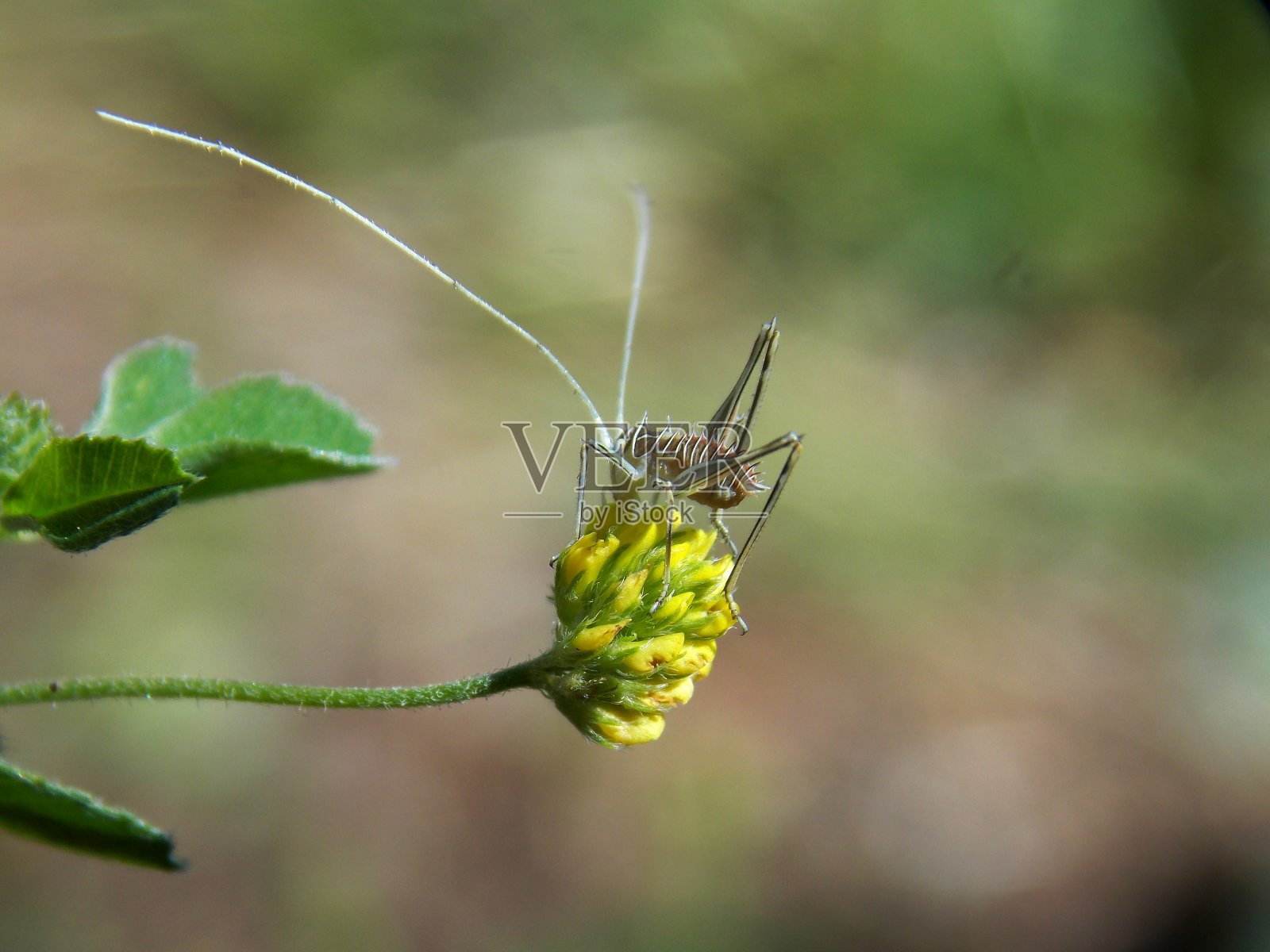 黄花上的一只小蚱蜢照片摄影图片