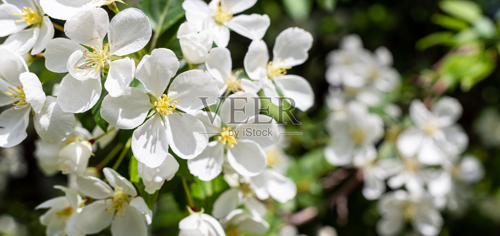 近看白色的苹果树花。照片摄影图片