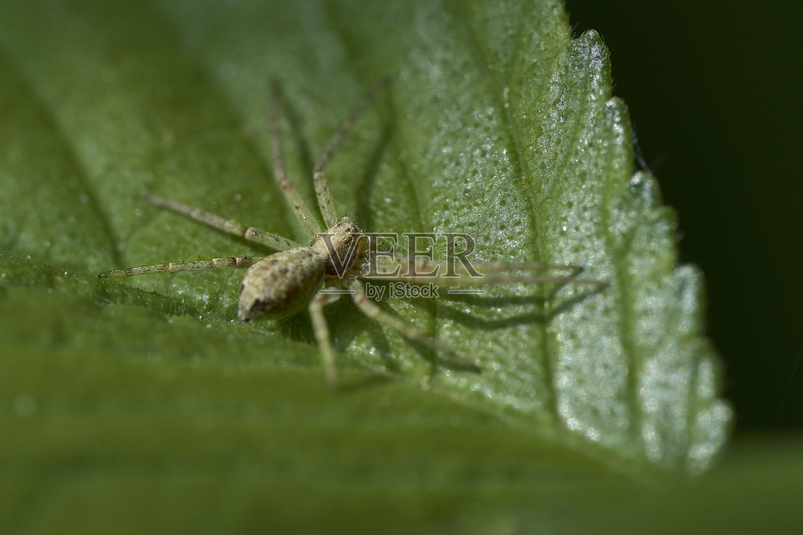 一只小蜘蛛在一片绿叶上行走照片摄影图片
