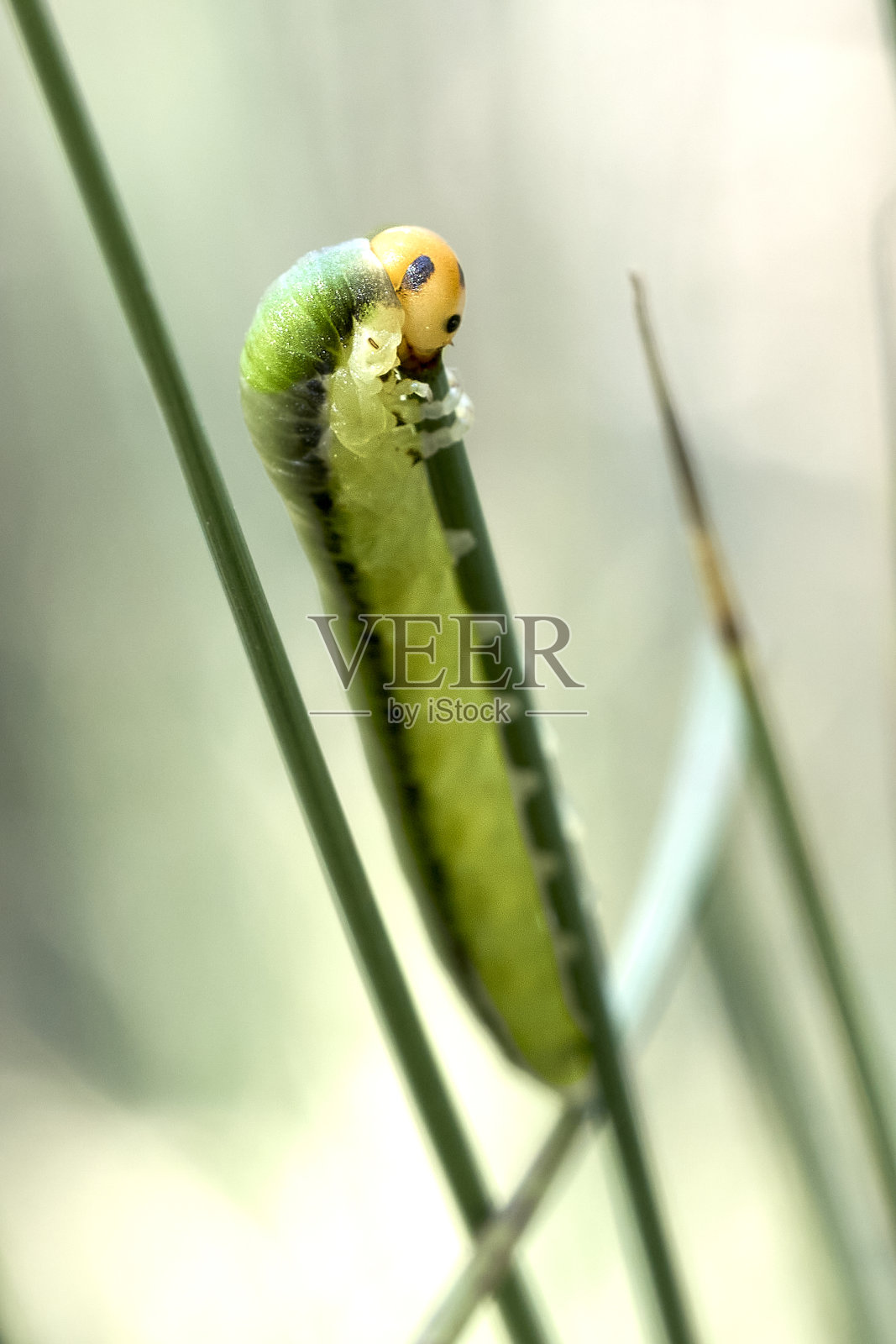 一个常见的锯蝇毛虫的特写照片摄影图片