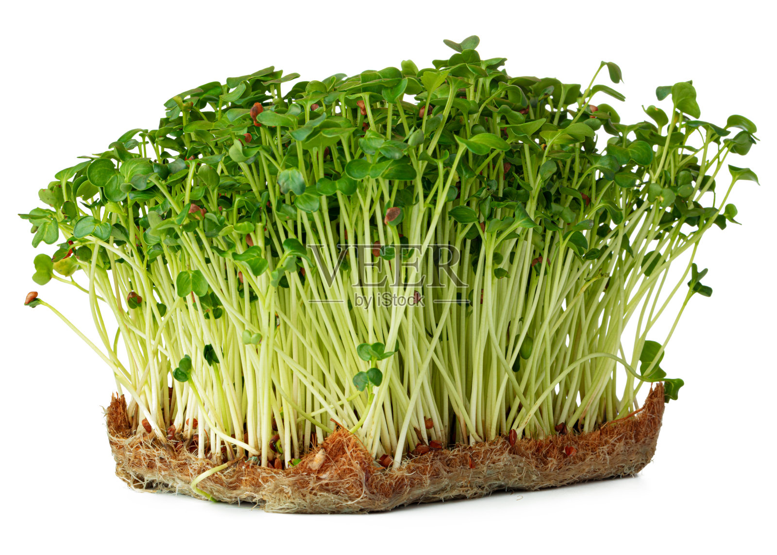 萝卜白萝卜微绿芽孤立在白色上照片摄影图片