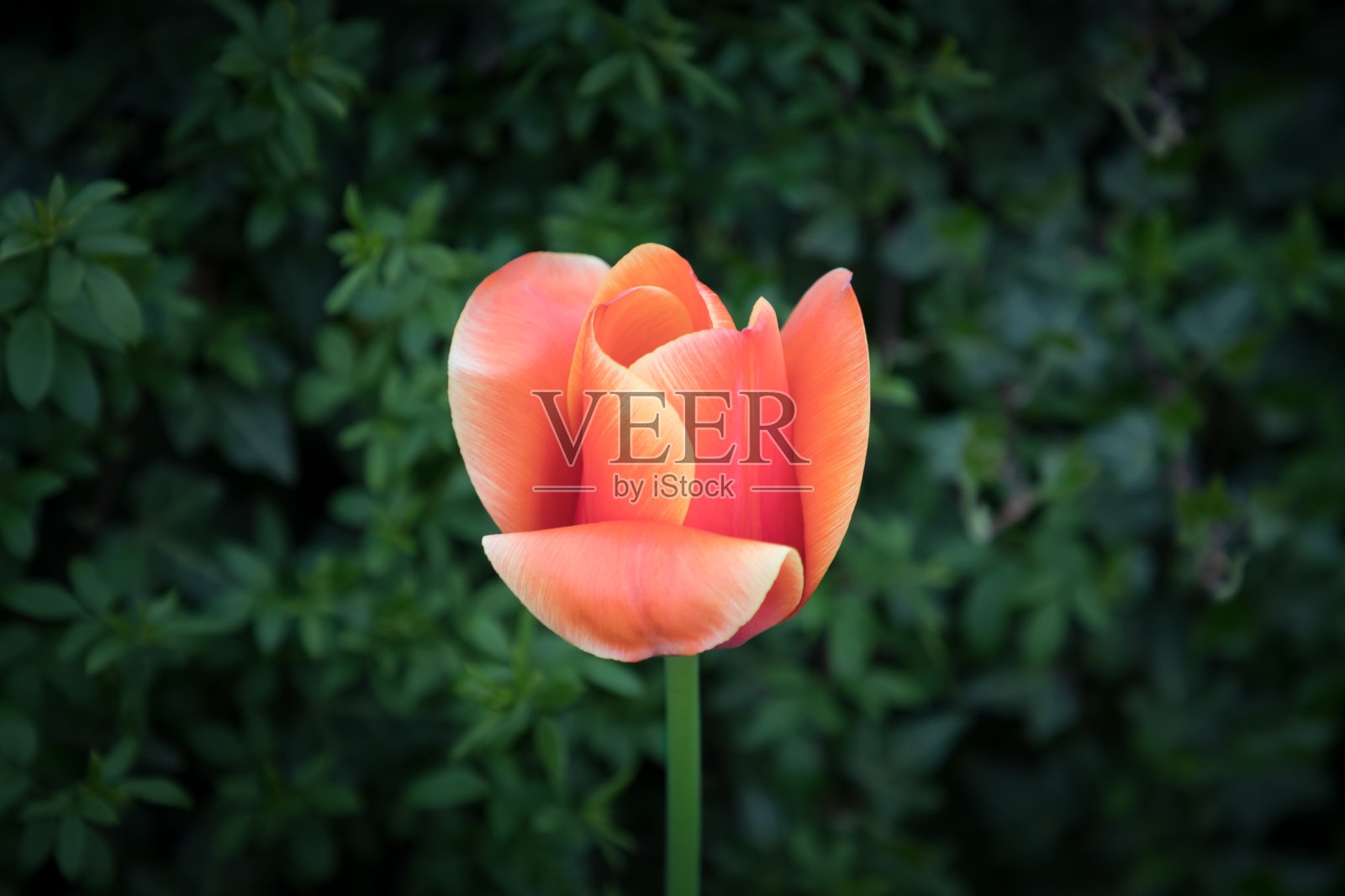 红色郁金香灵魂在黑白色为和平治愈希望照片摄影图片