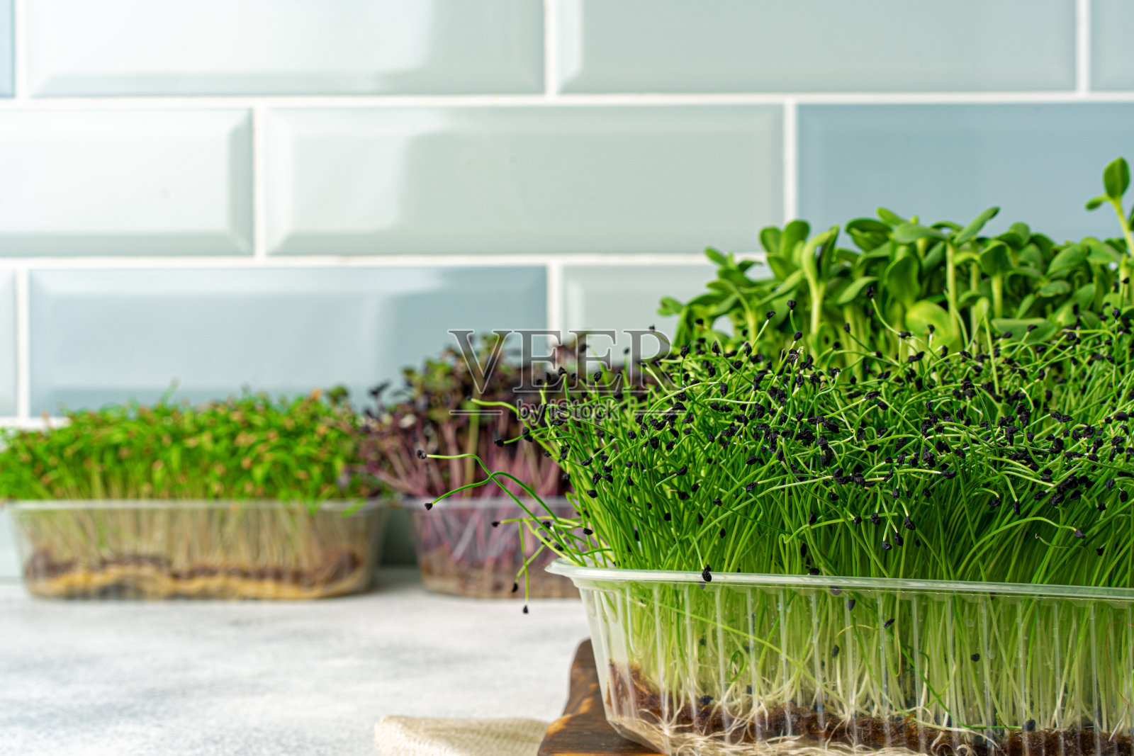 微型绿色芽生长在托盘在厨房薄荷瓷砖墙照片摄影图片