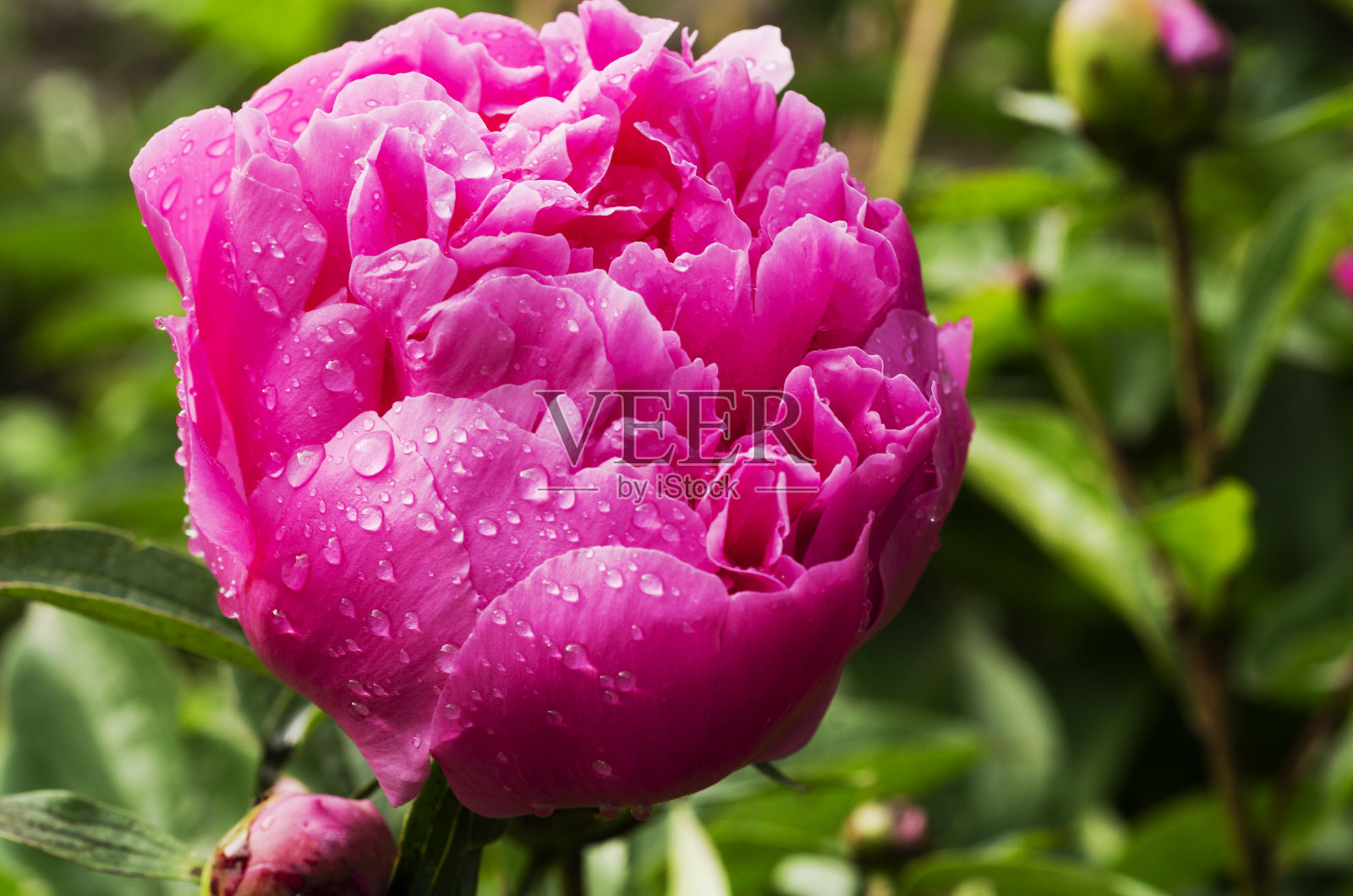 美丽的粉红色花朵在清晨的露珠。照片摄影图片