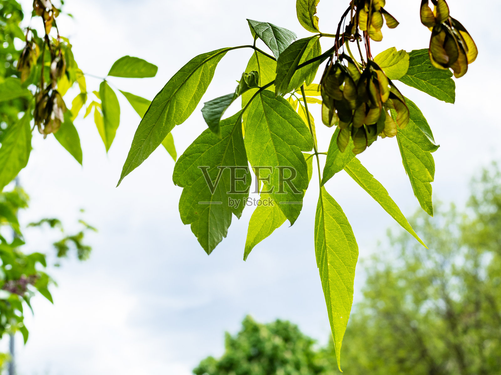 树枝灰叶枫树与绿色的叶子照片摄影图片