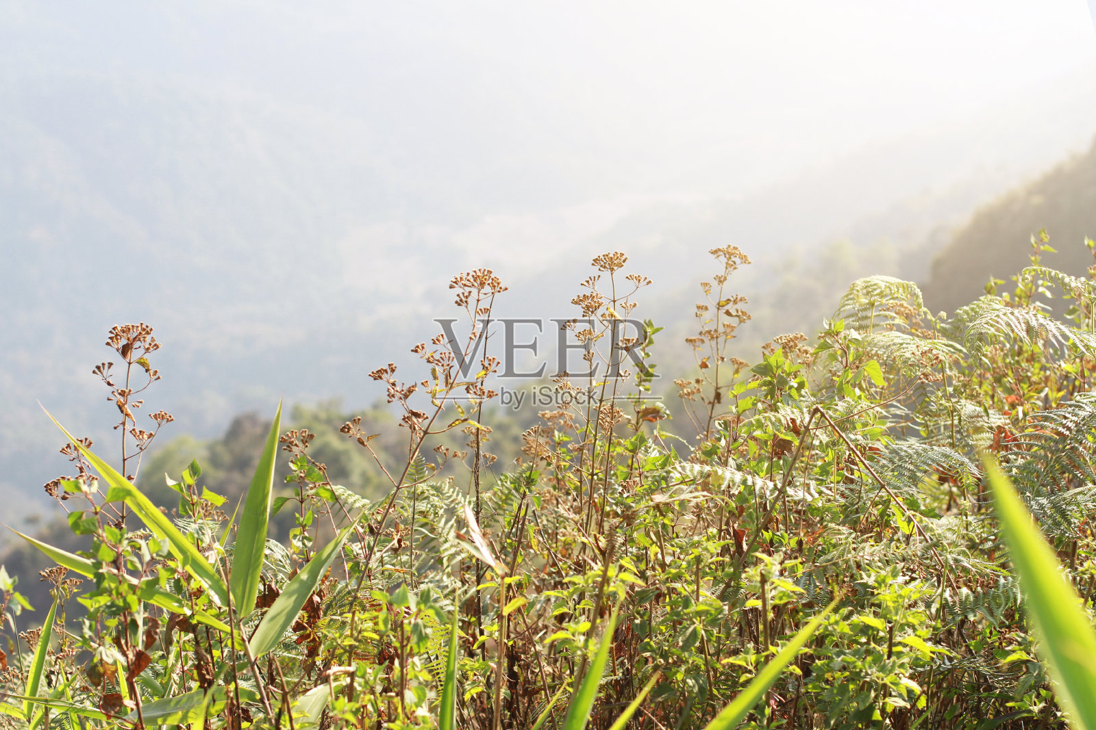 美丽的干野花草在自然的阳光山谷山照片摄影图片