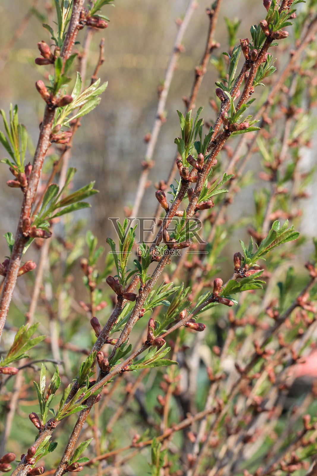 装饰杏仁，春天花园，背景照片摄影图片