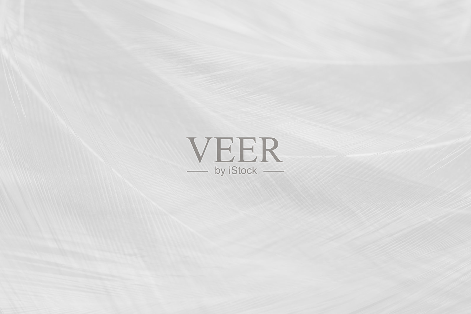 美丽的白灰色调羽毛纹理背景照片摄影图片