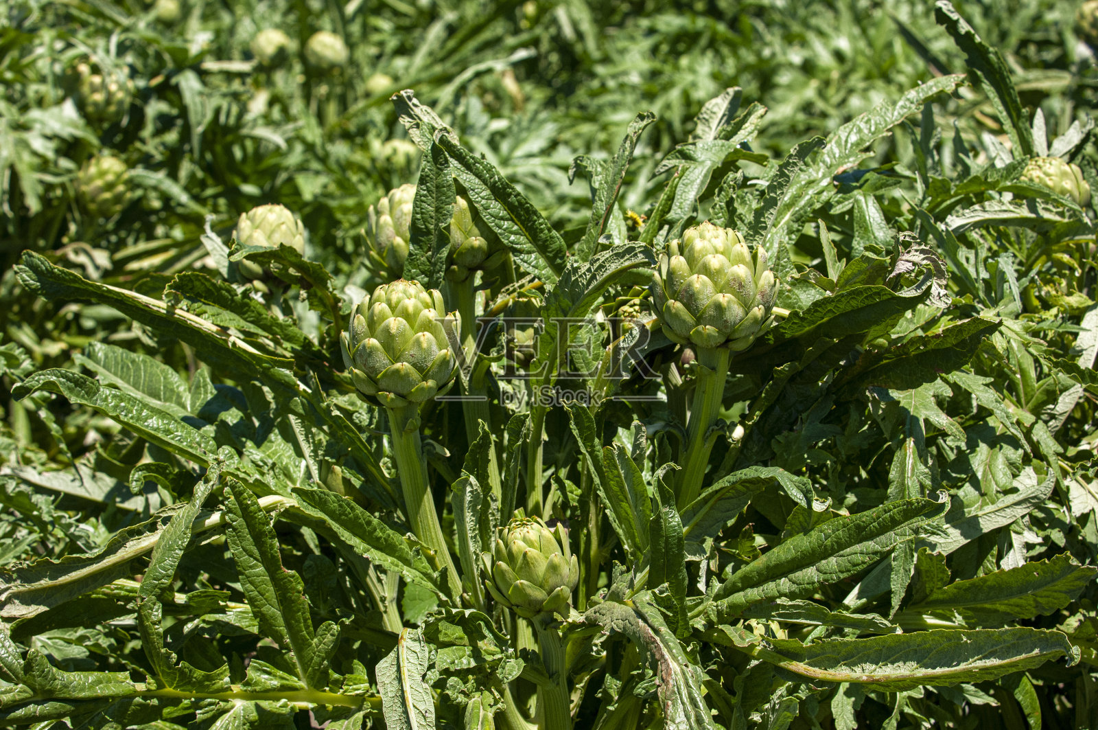 农村农场上成熟的洋蓟球的特写照片摄影图片