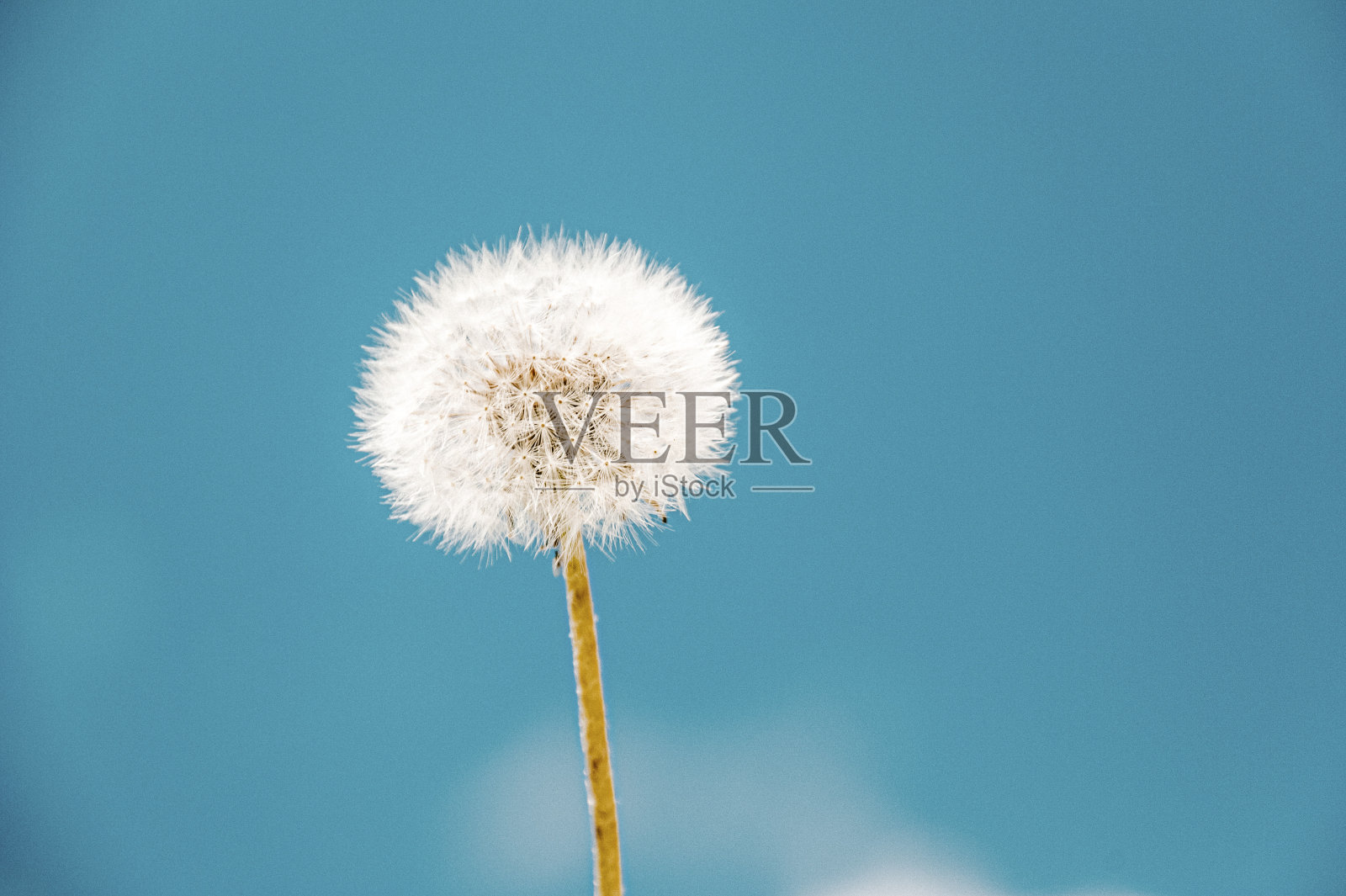 脆弱的单花照片摄影图片