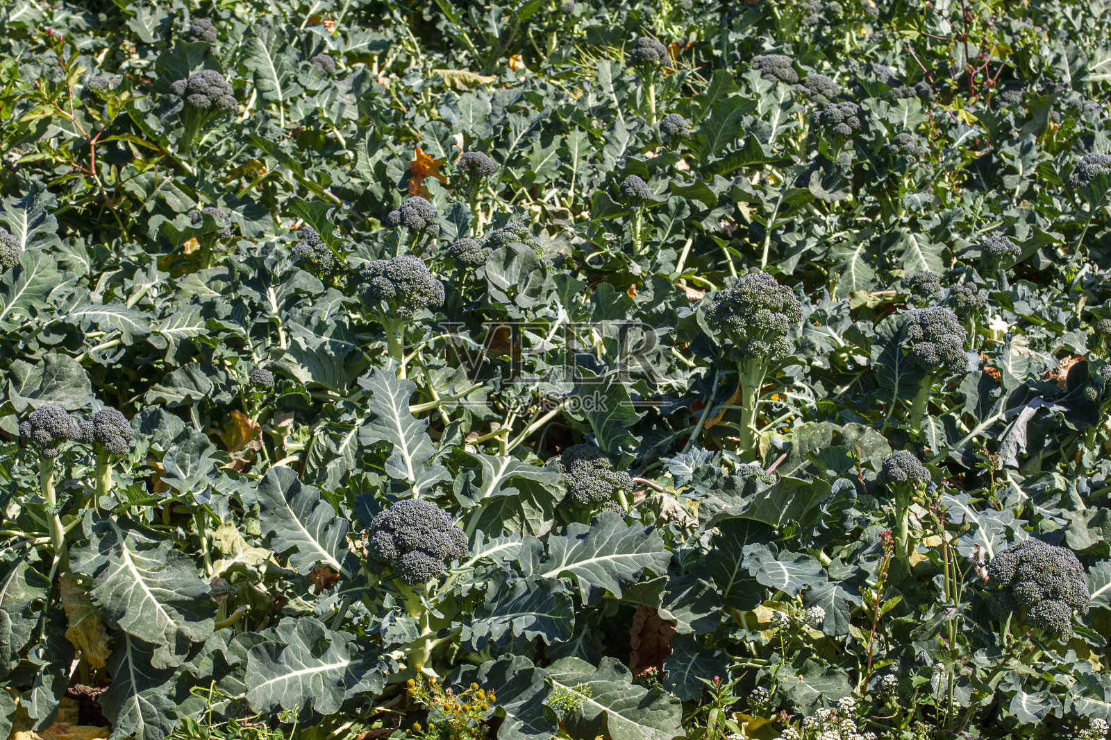 有机西兰花在田间成熟的特写照片摄影图片