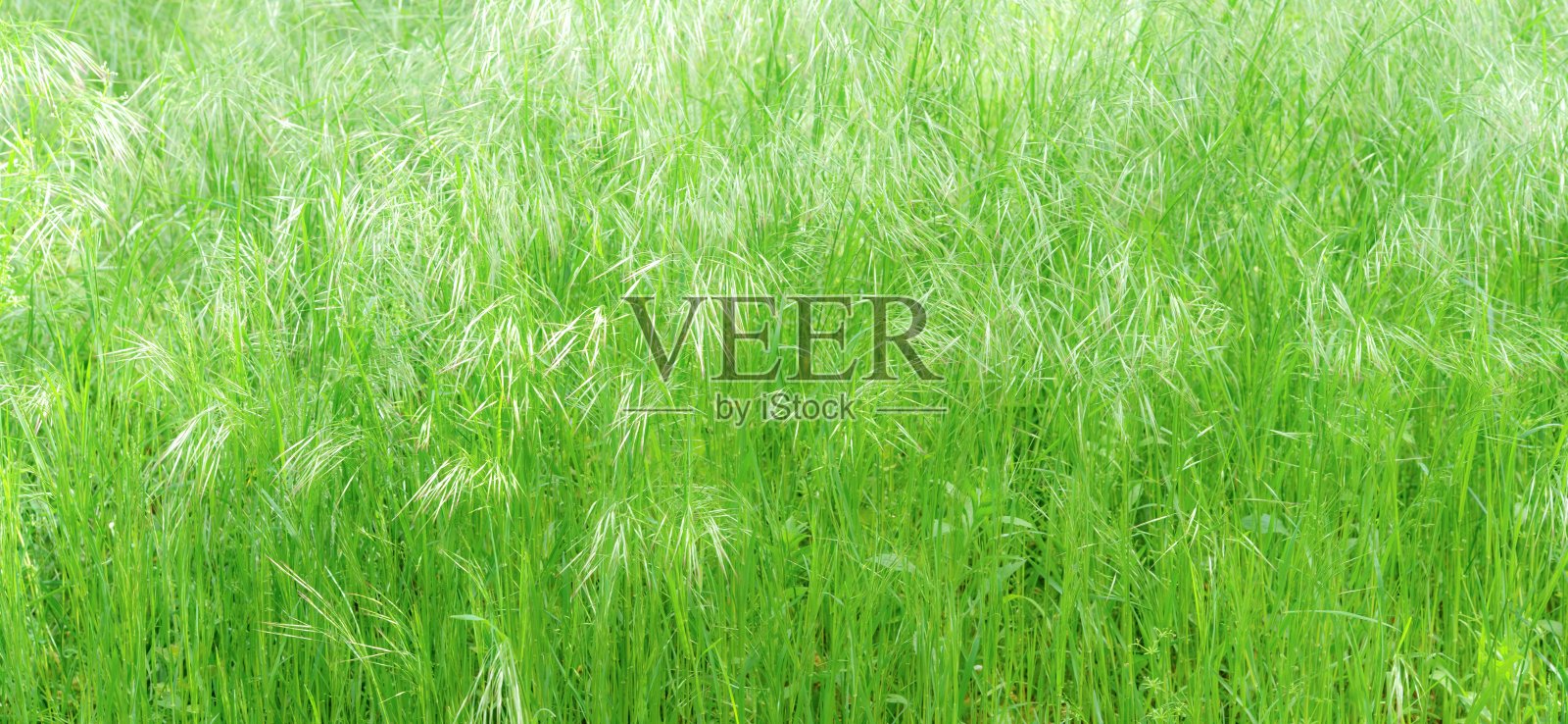 绿草纹理背景照片摄影图片