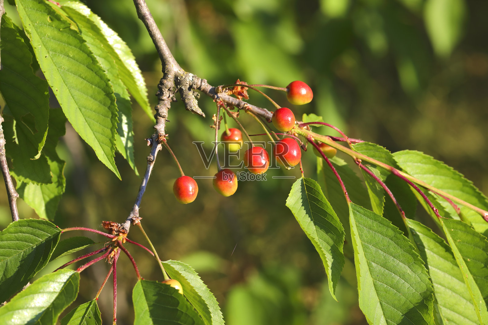 树上成熟的红樱桃照片摄影图片