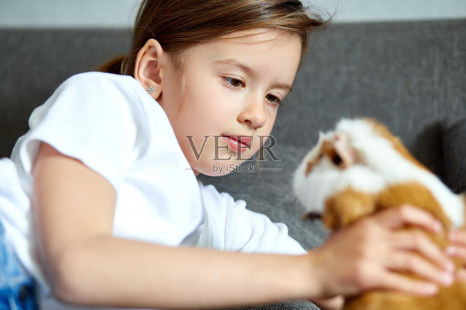 孩子和天竺鼠玩，待隔离时间的孩子在家。照片摄影图片