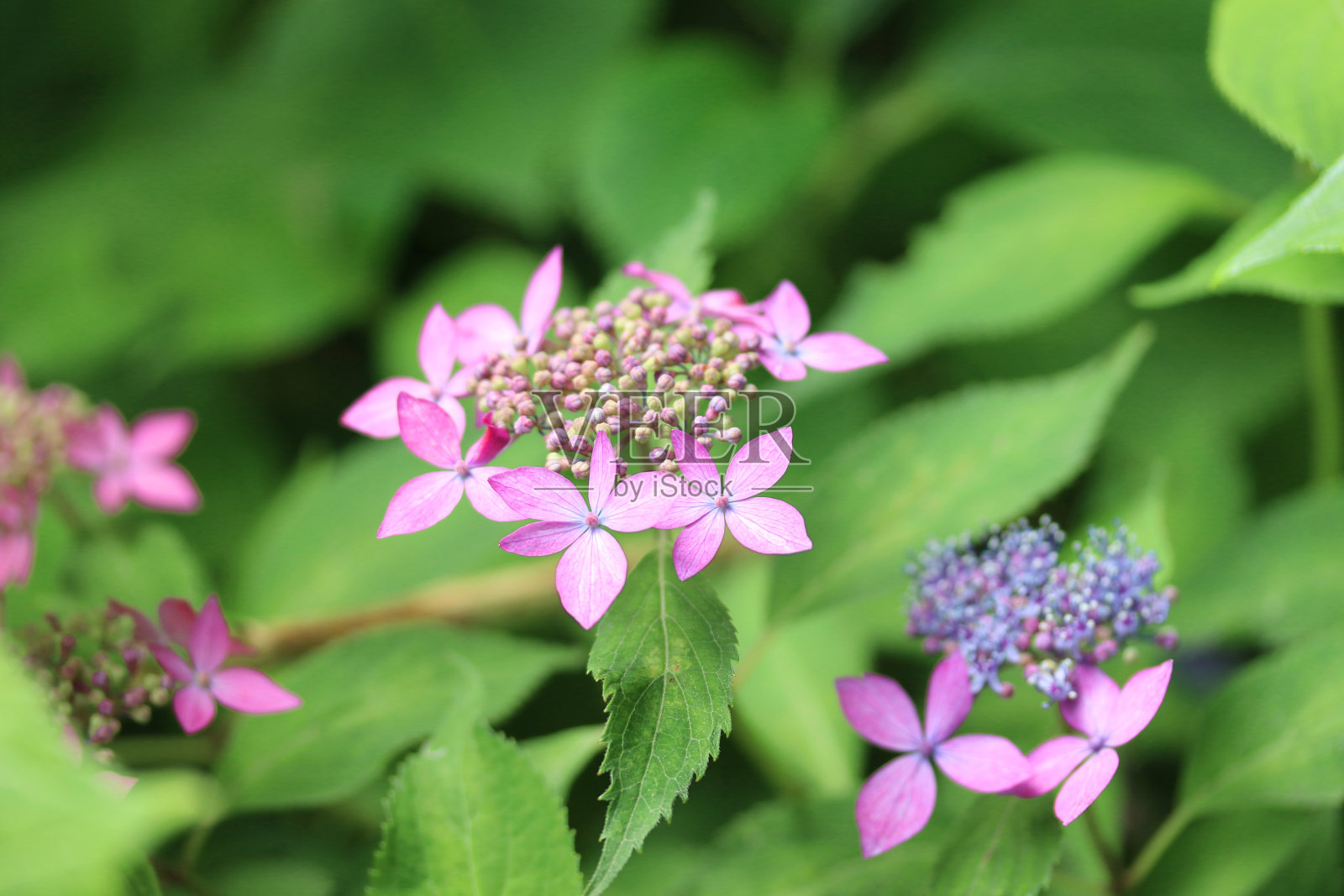 花边绣球粉照片摄影图片