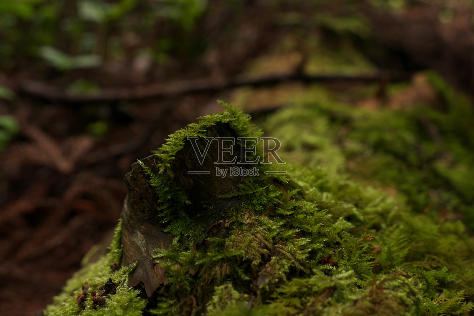 一棵长满苔藓的死树照片摄影图片