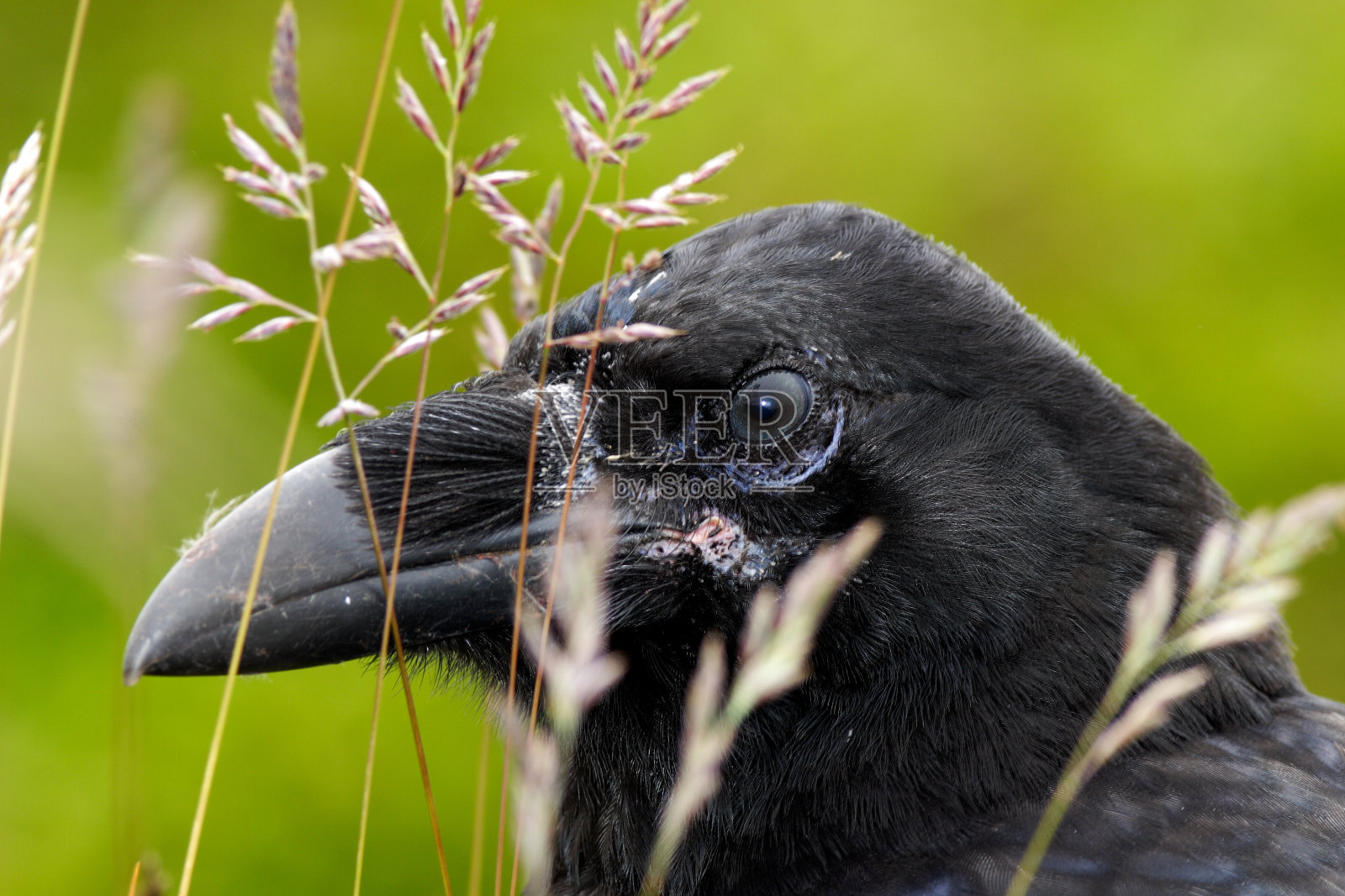 草中乌鸦的详细画像。张着嘴的黑乌鸦坐在草地上。特写的黑鸟与厚喙。动物在自然界的栖息地。照片摄影图片