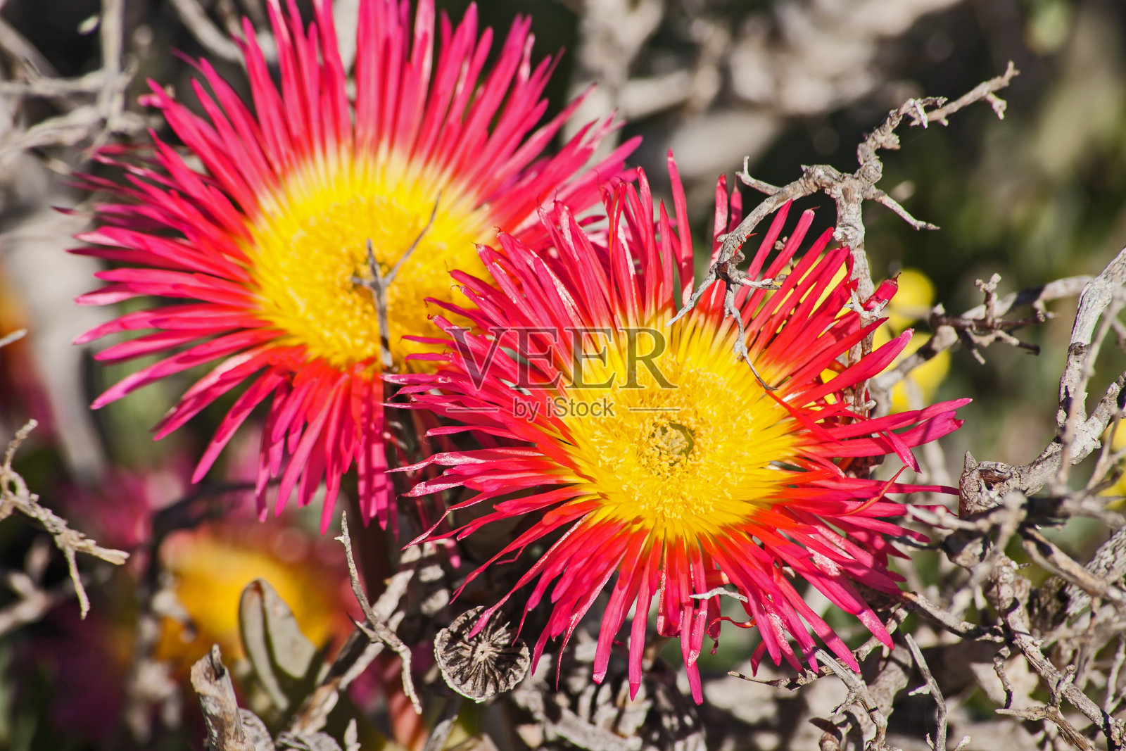 巨型马特维吉头孢菌海绵 11402照片摄影图片