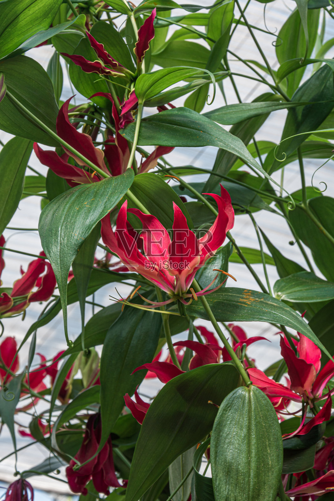 大温室里盛开的Gloriosa照片摄影图片