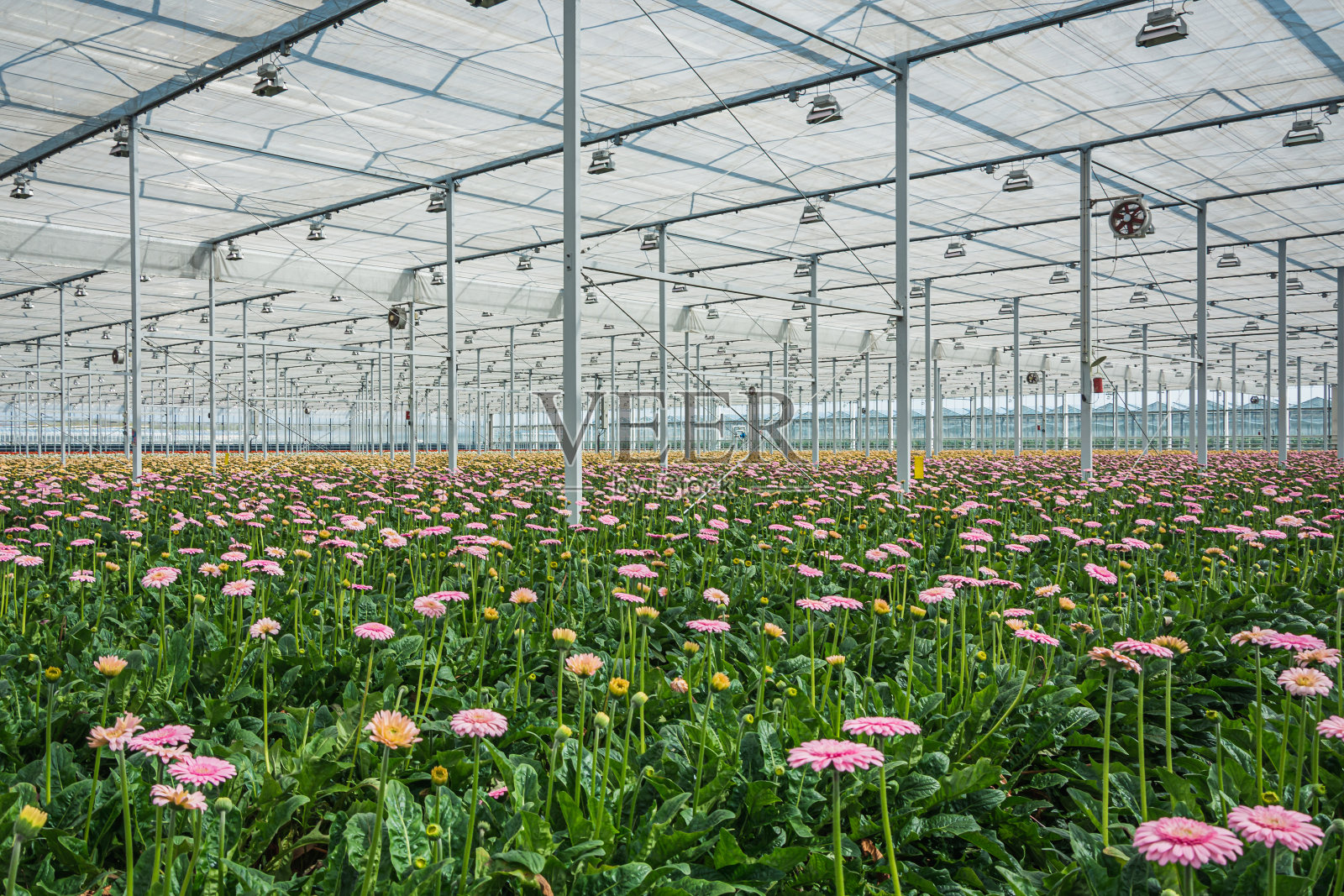 大温室里盛开的非洲菊照片摄影图片
