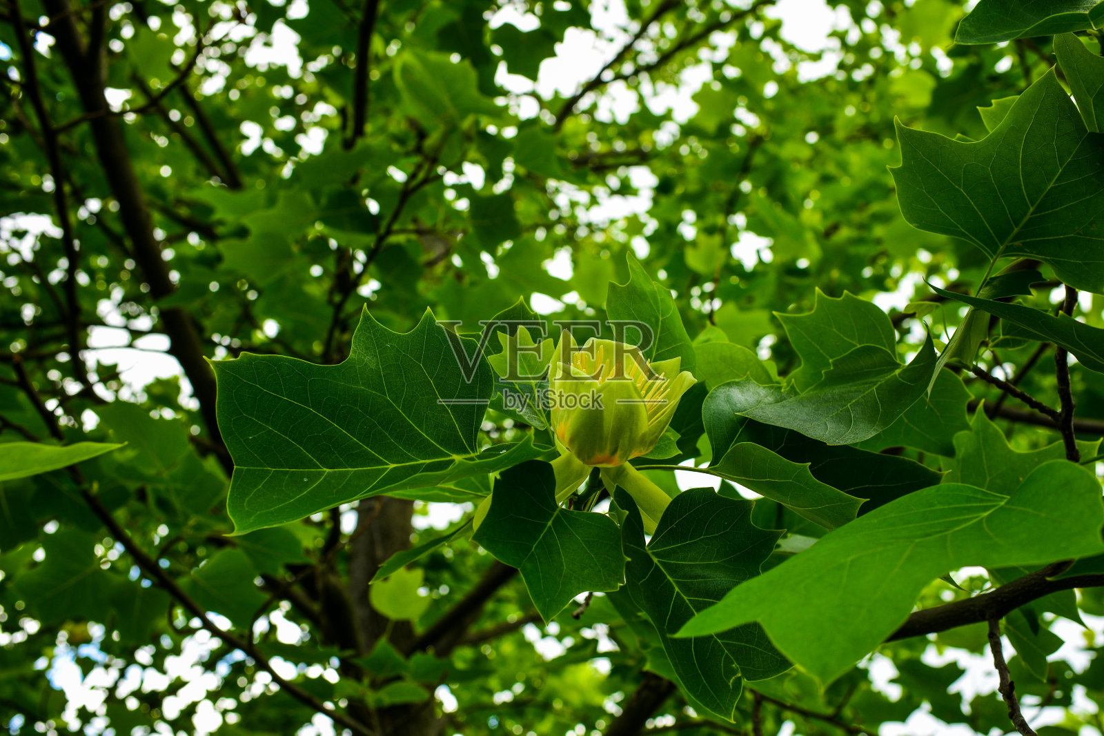 一个美丽的花朵的成年郁金香树的特写，鹅掌楸郁金香。花园里温暖的阳光照片摄影图片