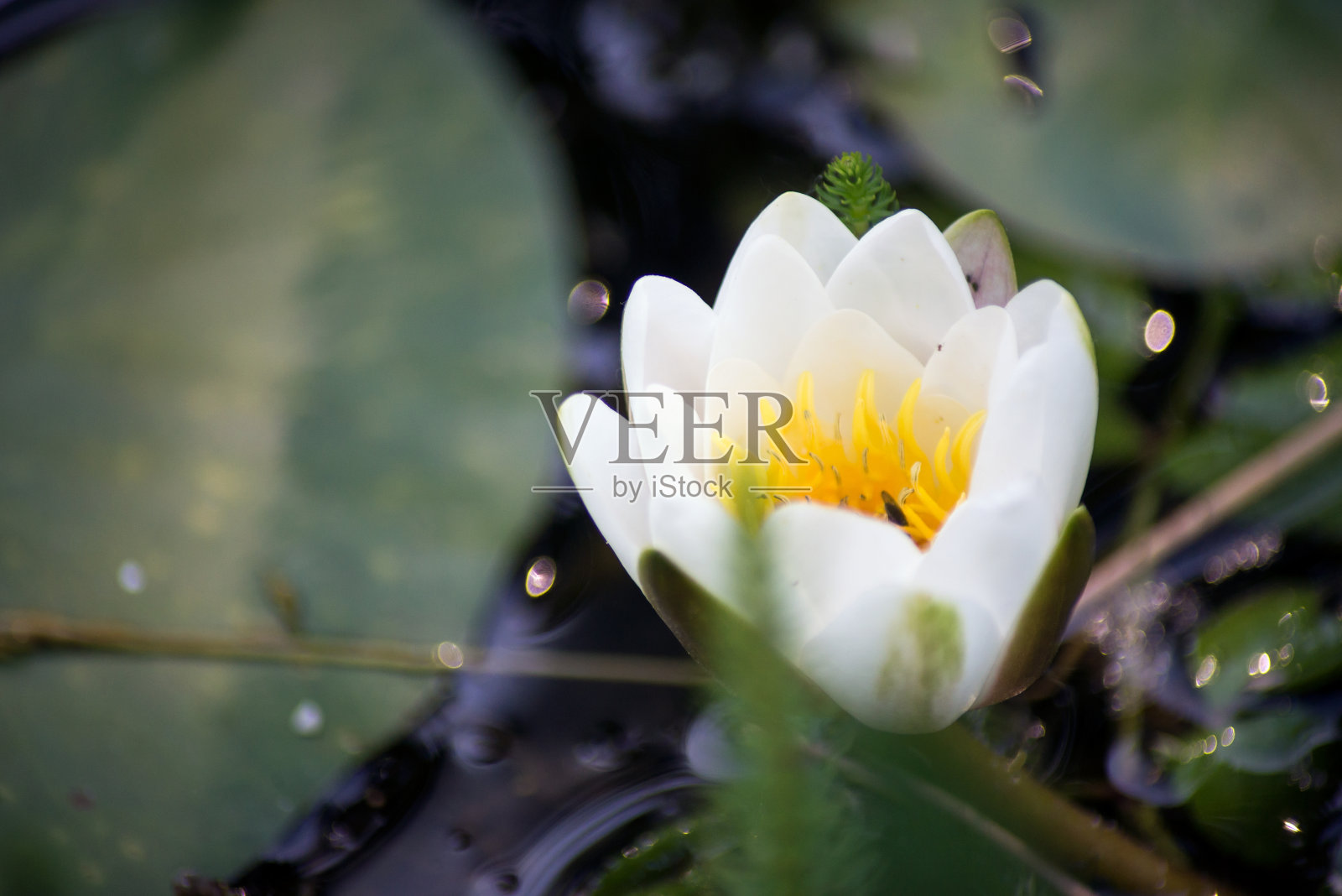 白色的水仙花在日本花园里照片摄影图片