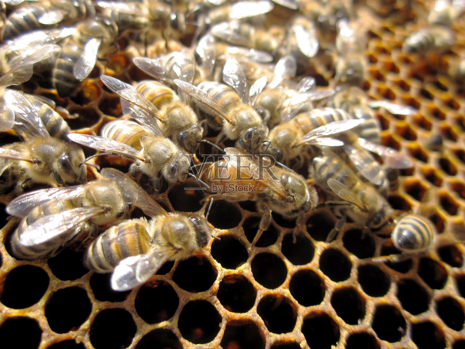 蜜蜂照片摄影图片