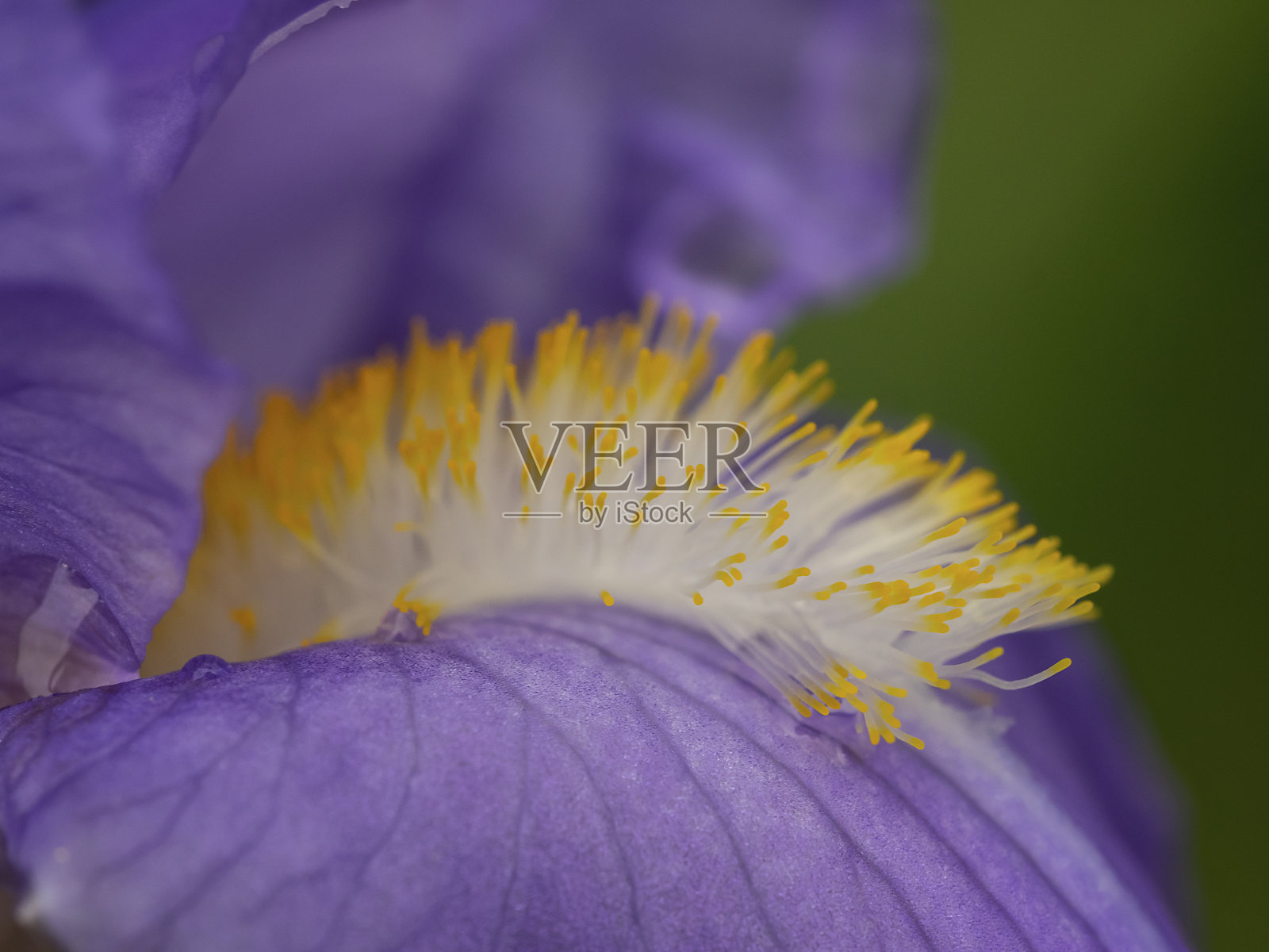 有髯的鸢尾的雄蕊，Staubblätter einer Schwertlilie照片摄影图片