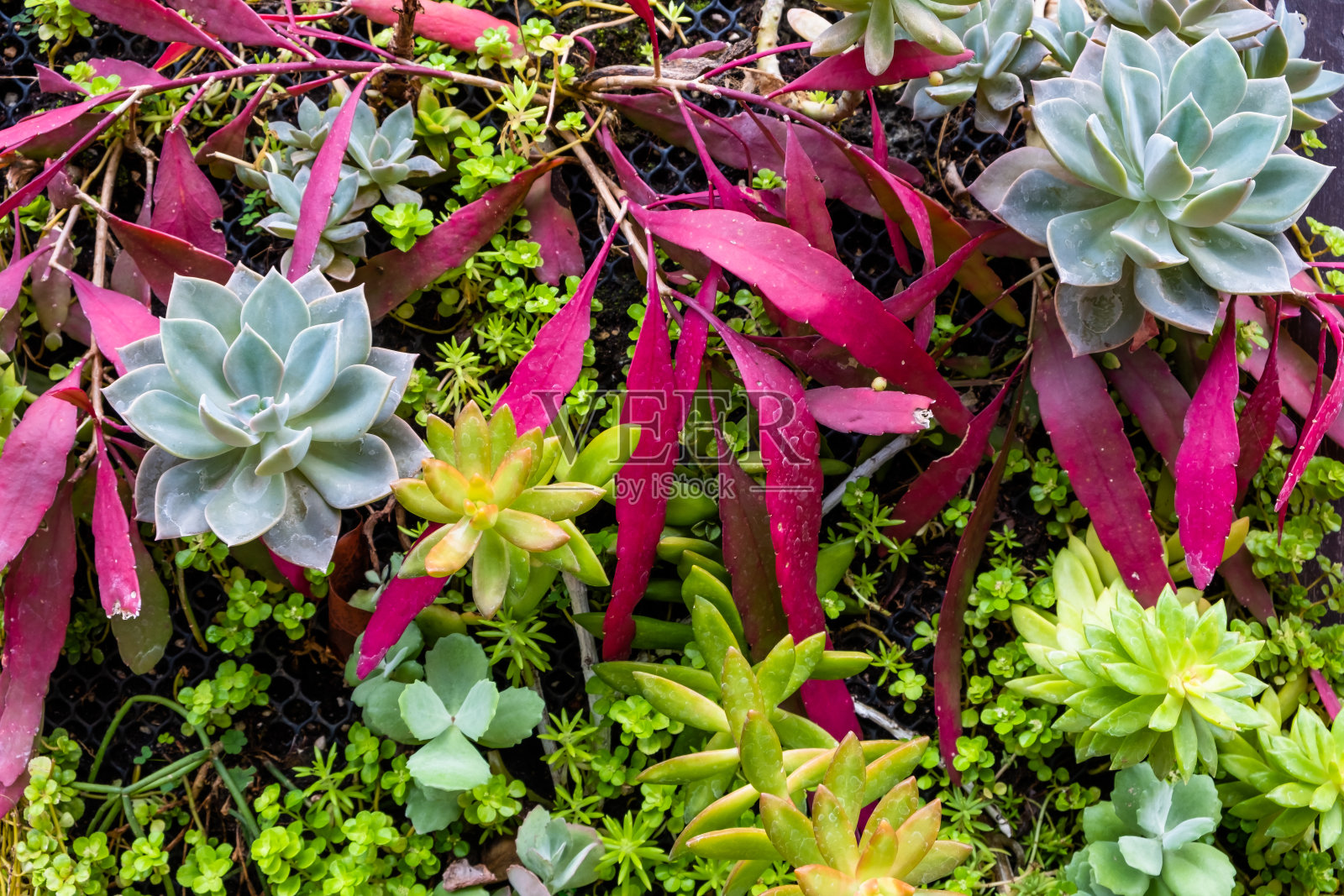 彩色多肉植物垂直生长在墙上作为装饰墙纸背景。照片摄影图片