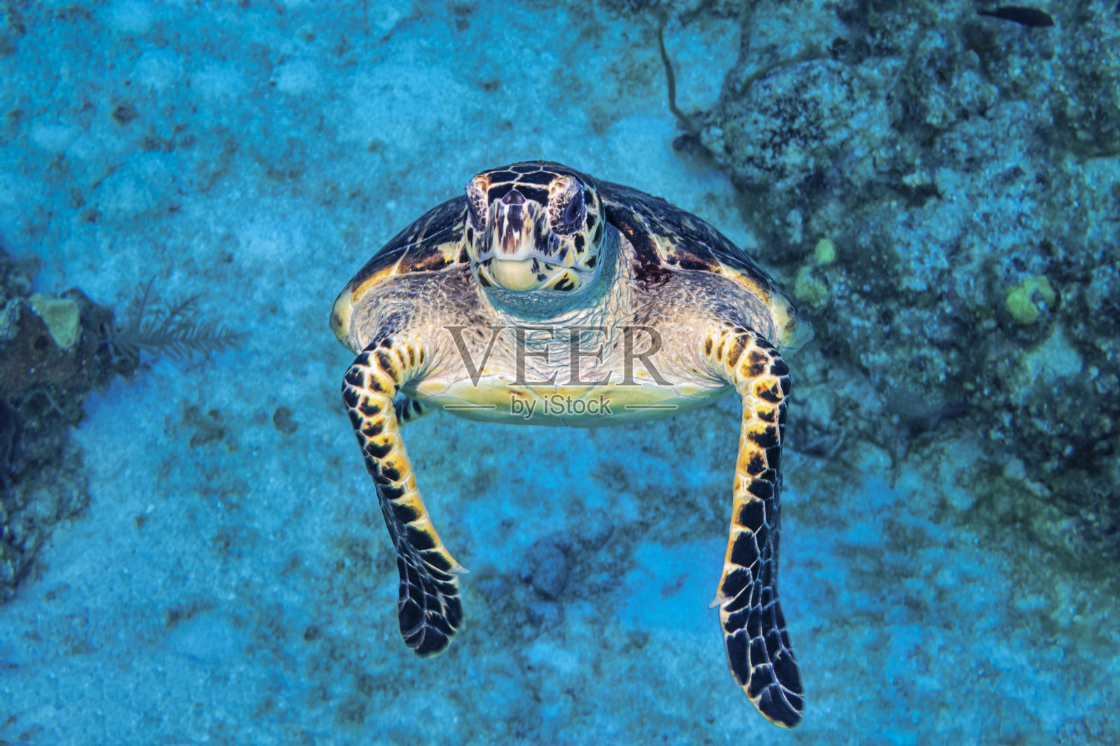 玳瑁龟向我们游来照片摄影图片