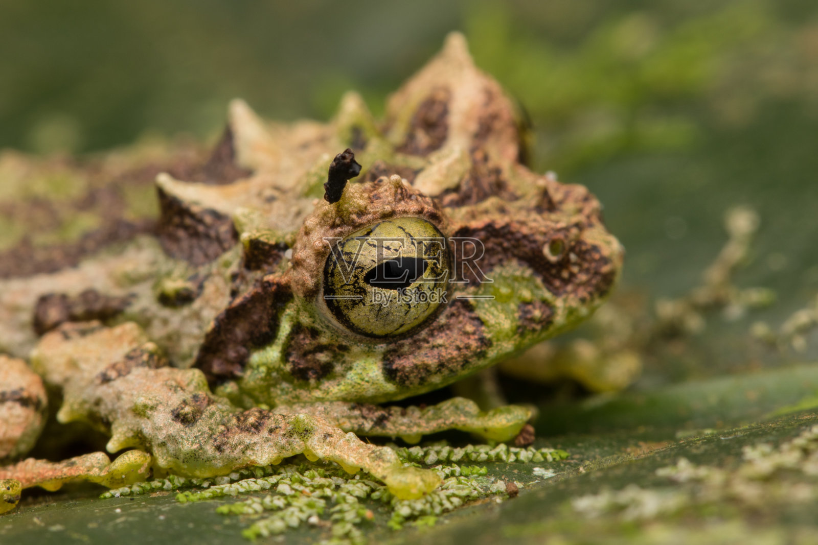 苔藓树蛙的宏图:树蛙。沙巴,婆罗洲。晚上拍的，可爱可爱的婆罗洲苔藓树蛙照片摄影图片