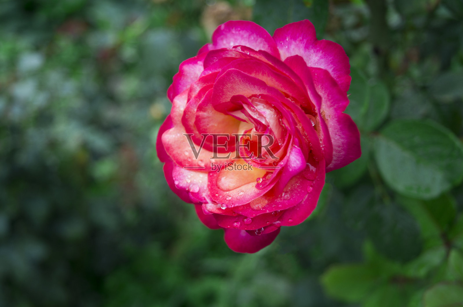 美丽的玫瑰与晨露。照片摄影图片