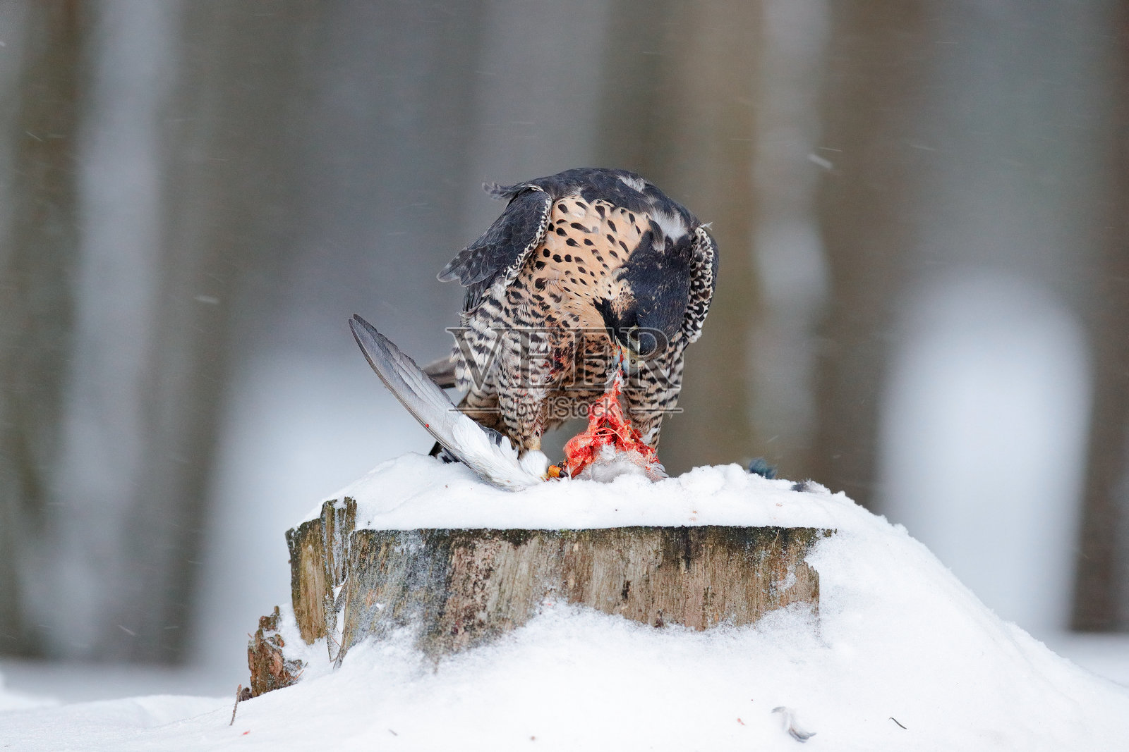 游隼，一种食肉鸟，冬天有雪时坐在树干上张开翅膀。德国。猎鹰女巫抓鸽子。雪景中的野生动物。照片摄影图片