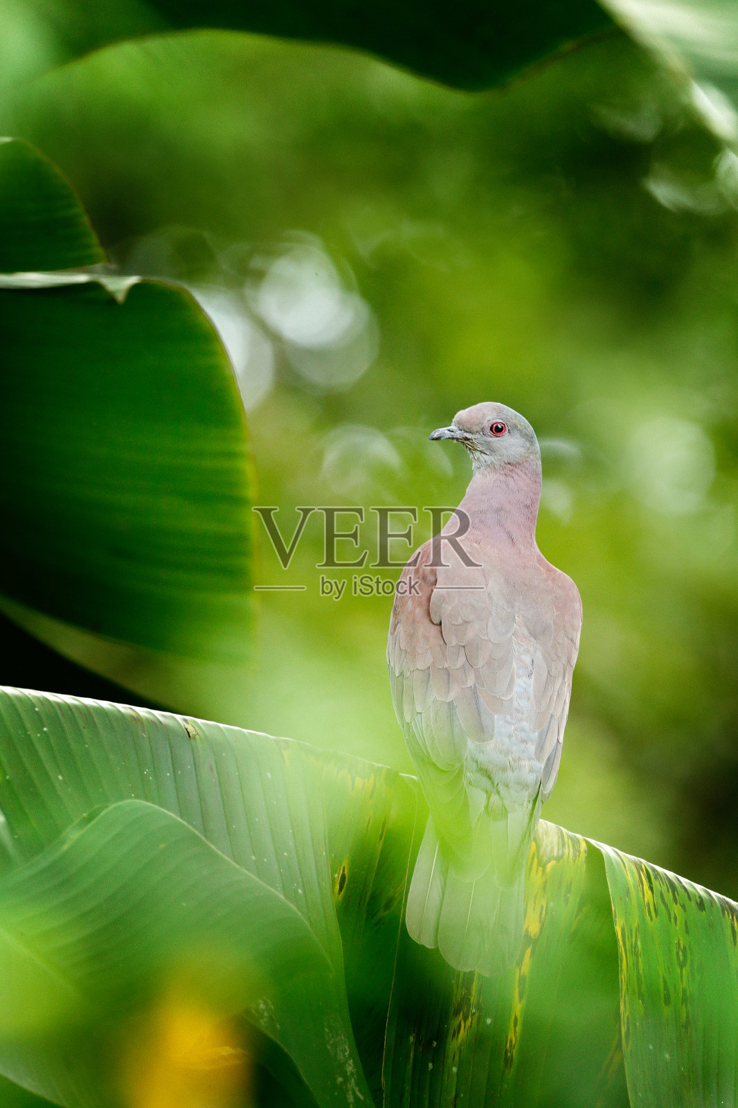 产于特立尼达和多巴哥的阿尔诺斯谷的白鸽。鸽子坐在绿色的棕榈叶上。野生动物的景象来自大自然。照片摄影图片