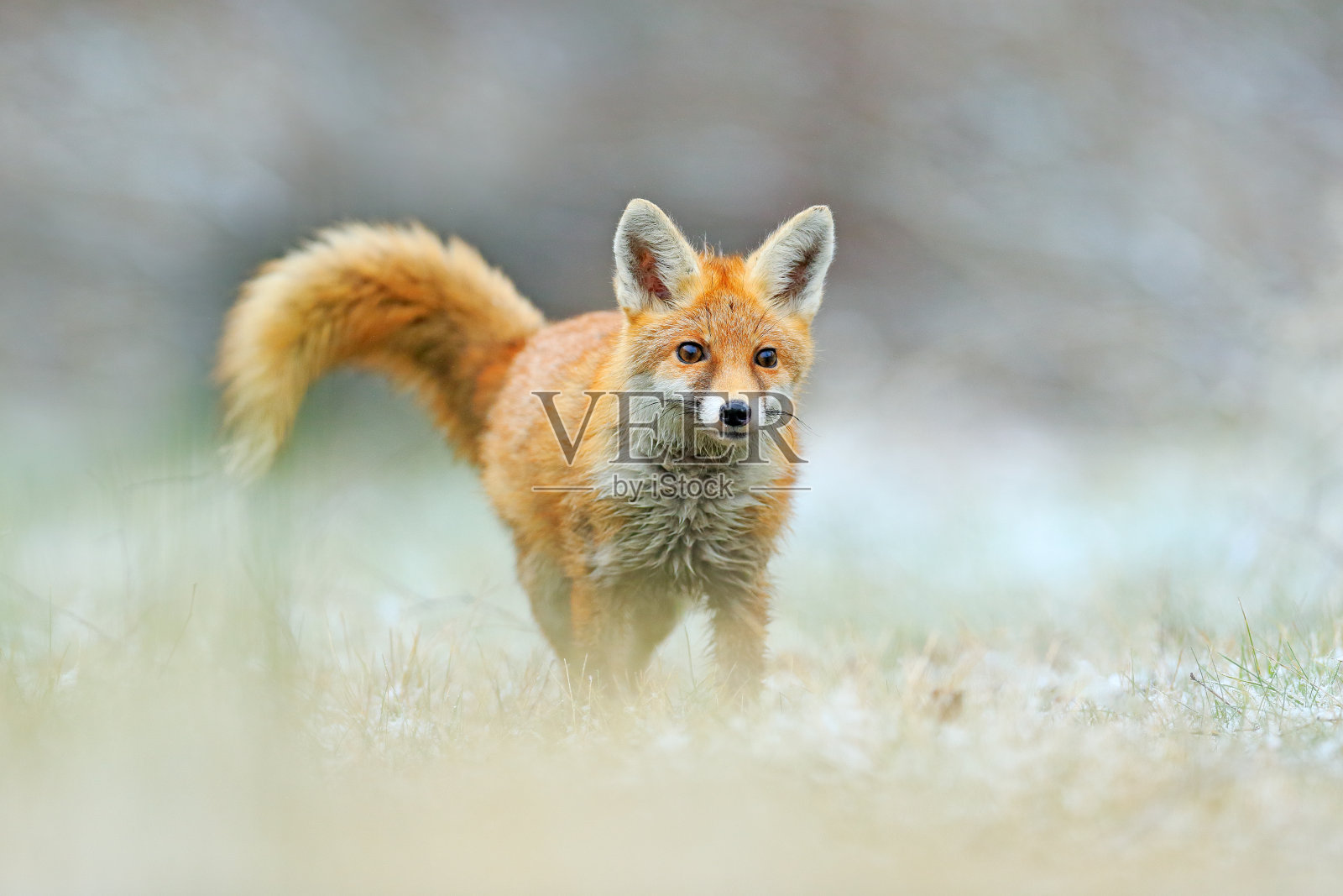 红狐跳跃，狐猴，来自欧洲的野生动物景象。橘色毛皮动物是大自然的栖息地。狐狸在绿色的森林草地上。照片摄影图片