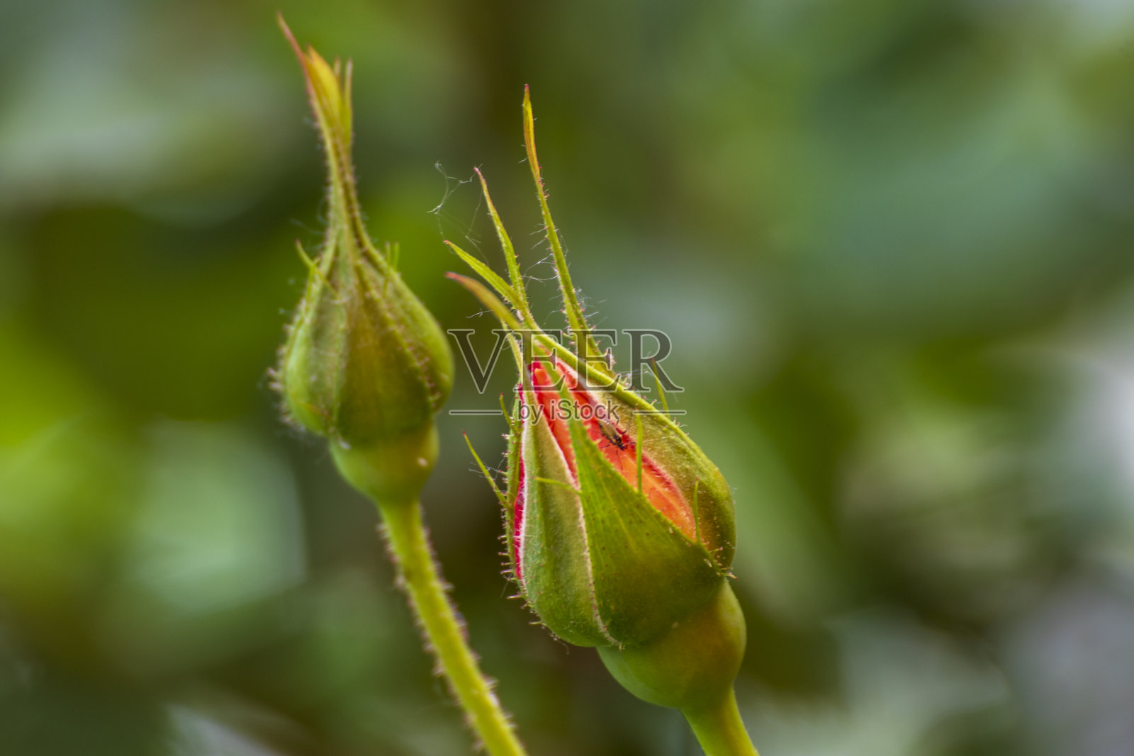 美丽的花照片摄影图片