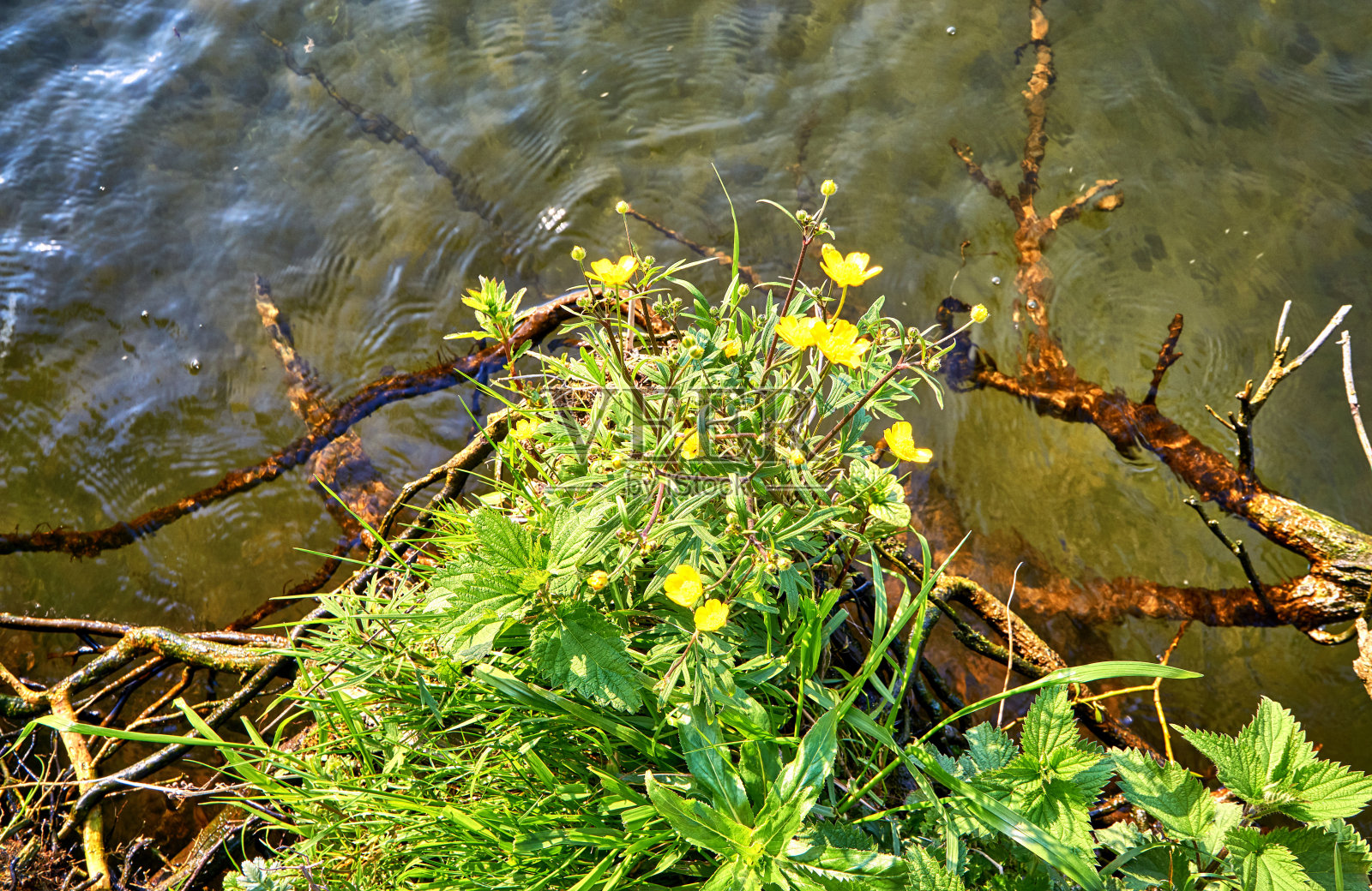 湖边开着黄色的花。照片摄影图片