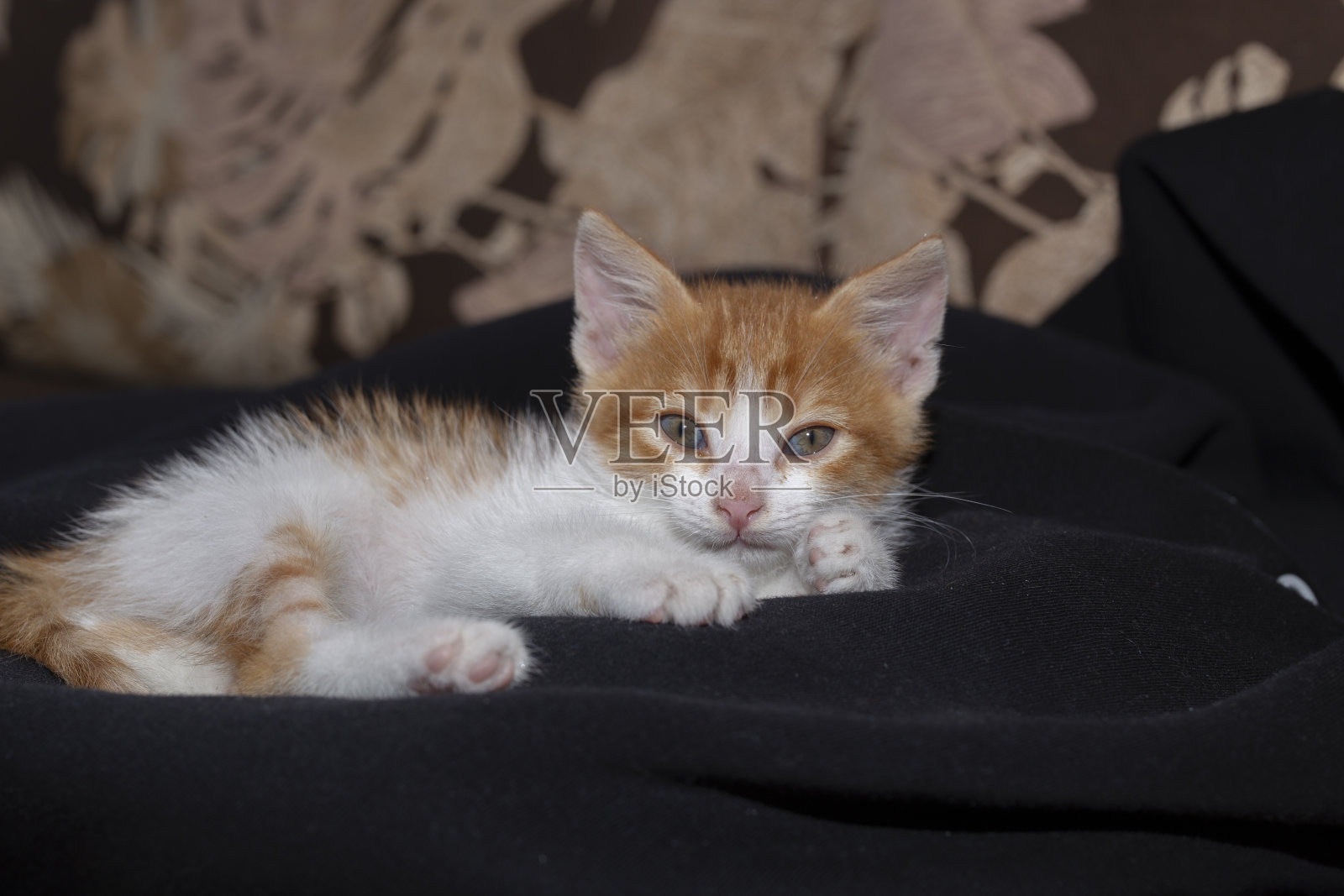 橙色的猫在沙发上。照片摄影图片