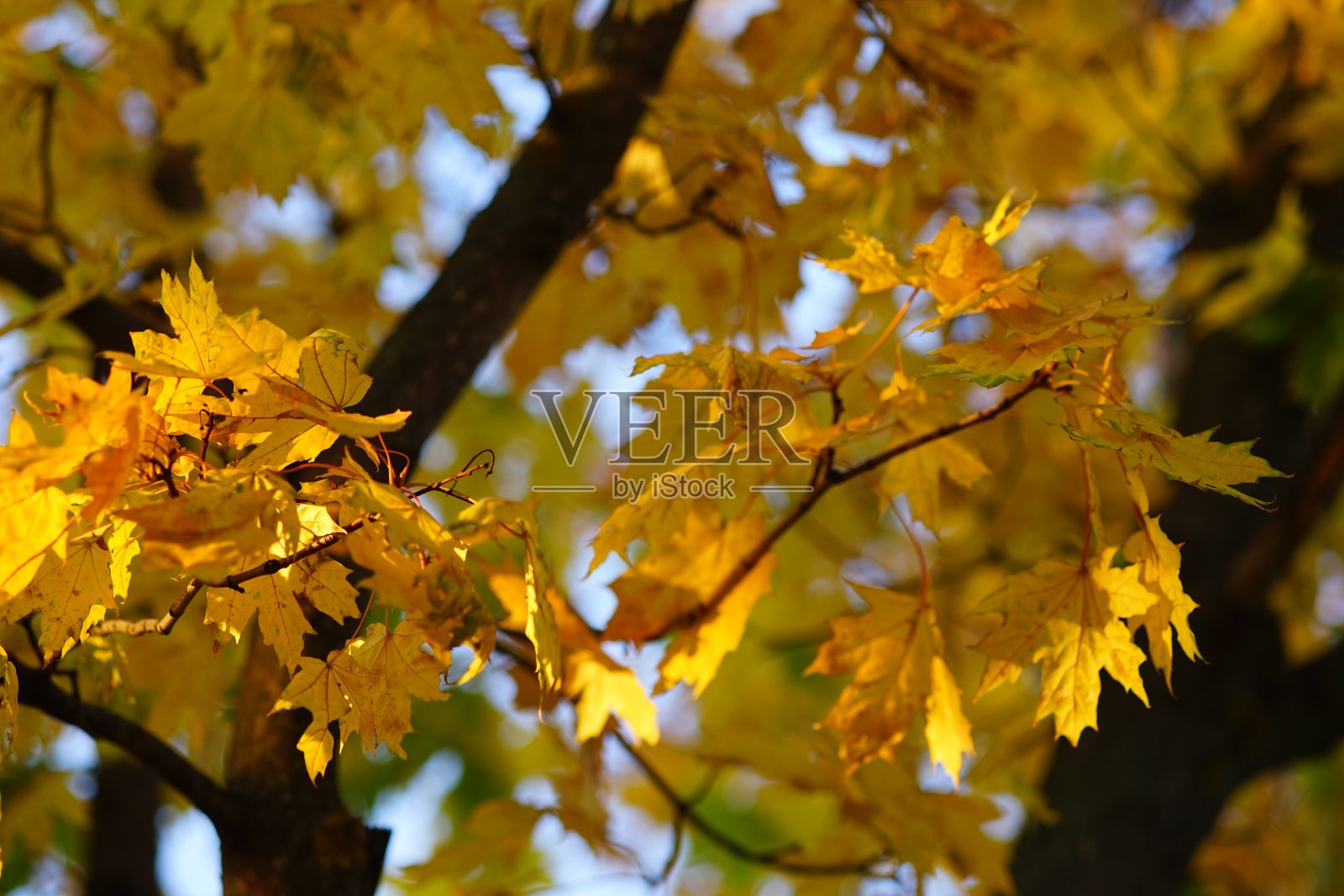 树上金黄色的枫叶。秋天公园里阳光明媚的树叶。照片摄影图片