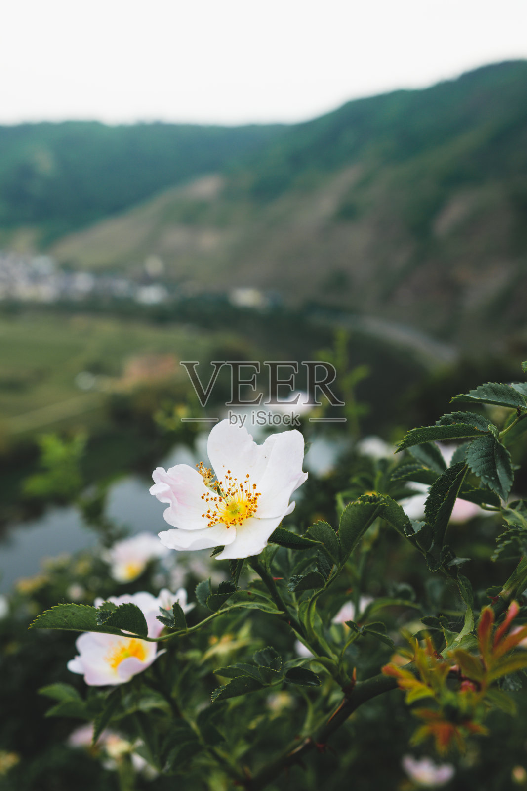 摩泽尔河上的村庄和葡萄园照片摄影图片