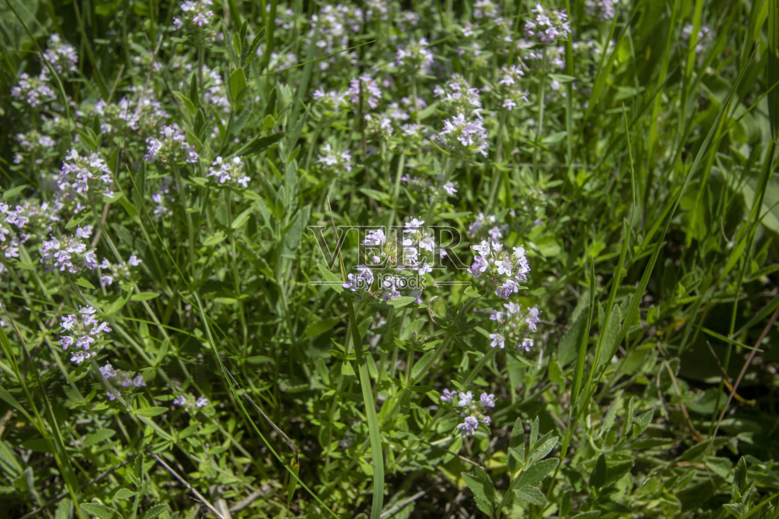 俄罗斯南部的野花和草本植物照片摄影图片