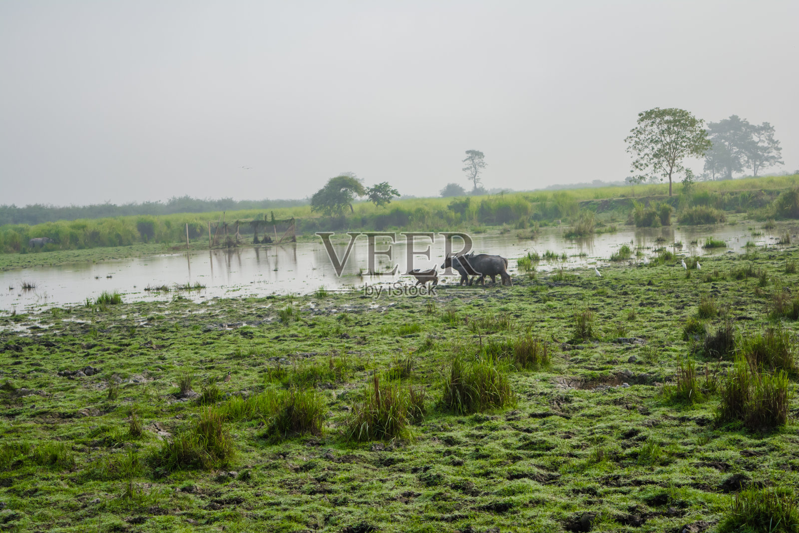 大型雄性印度大象和野生水牛在卡兹兰加国家公园，阿萨姆，印度照片摄影图片