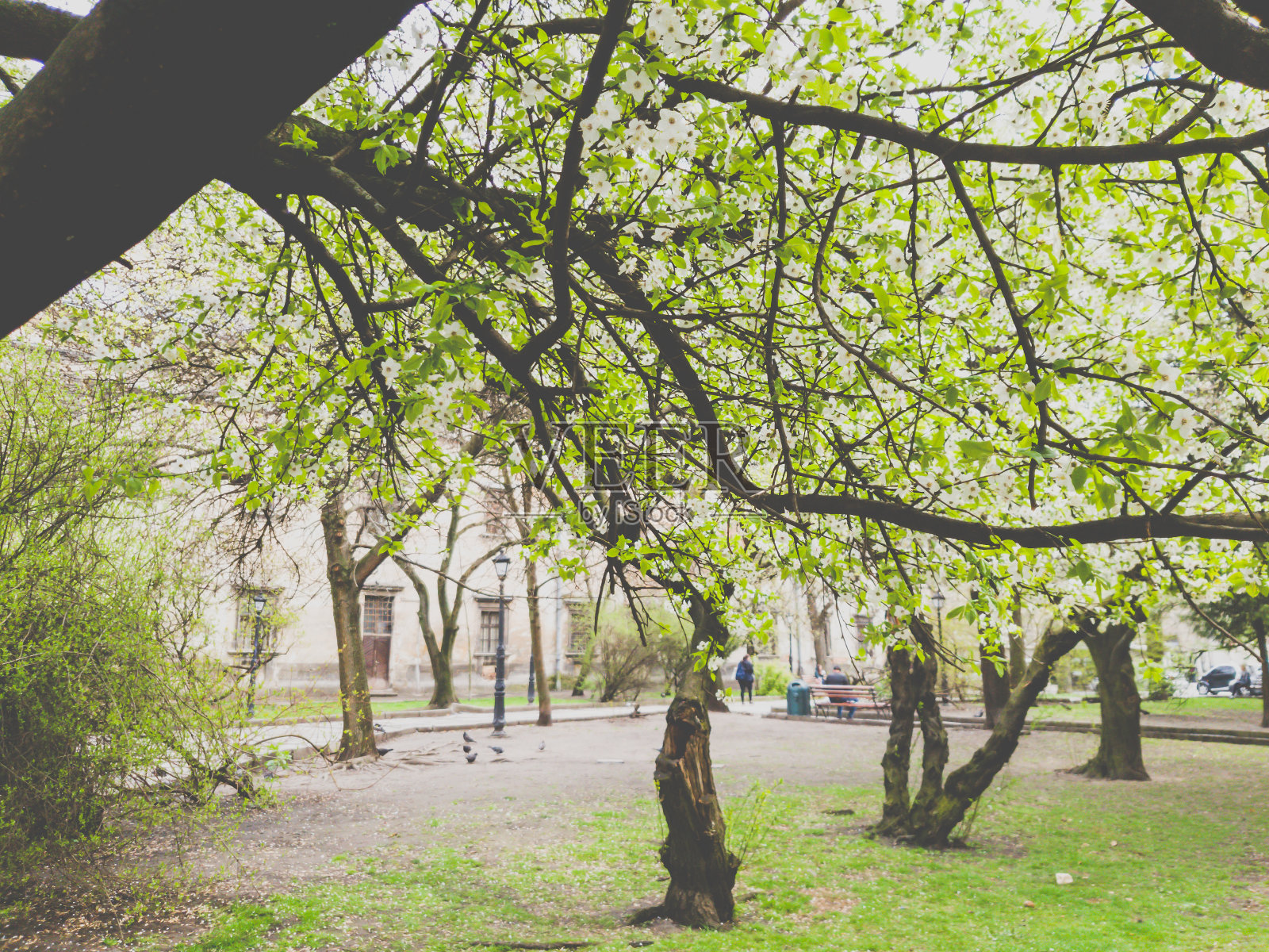 美丽的树枝与盛开的鲜花和生长的叶子在春天的形象照片摄影图片