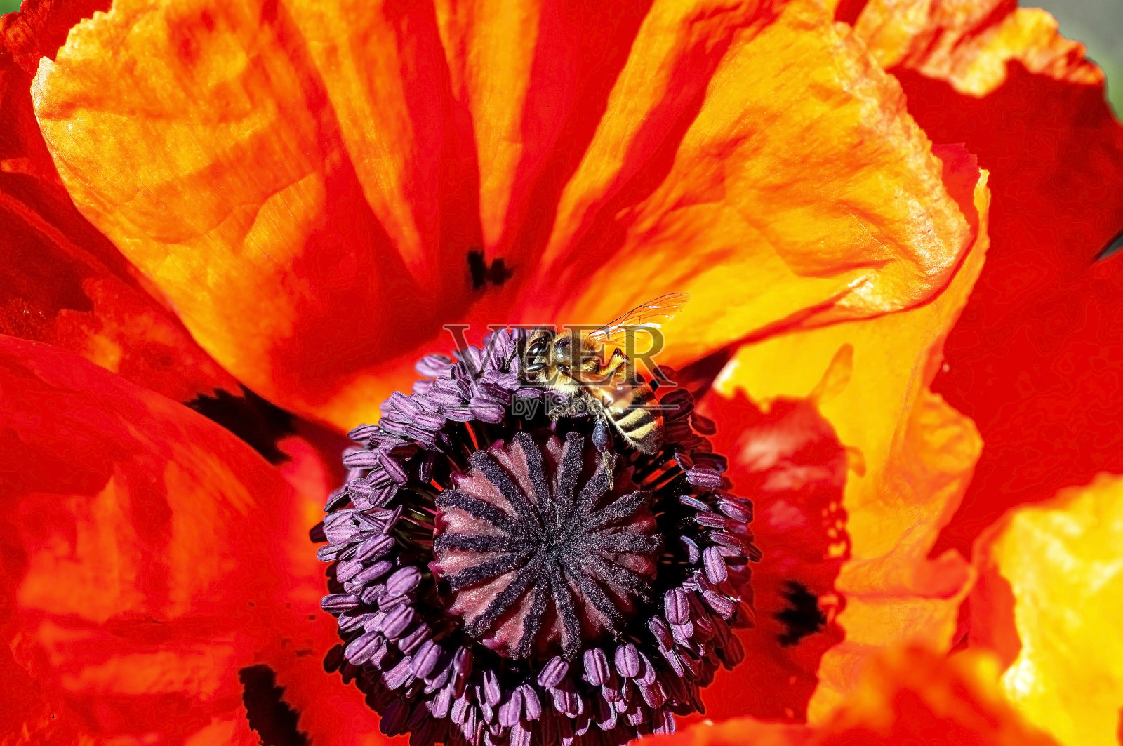 在一个阳光明媚的早晨，蜜蜂在花园里给罂粟花授粉照片摄影图片