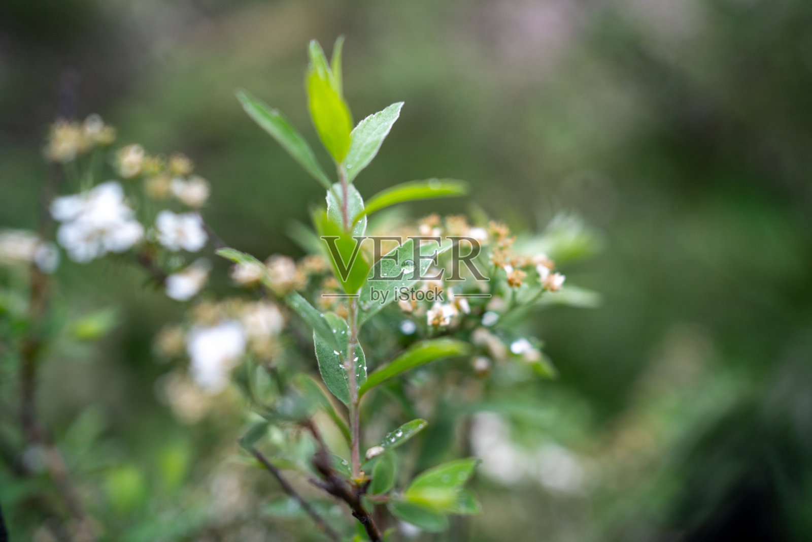 树枝上有雨滴滴过照片摄影图片