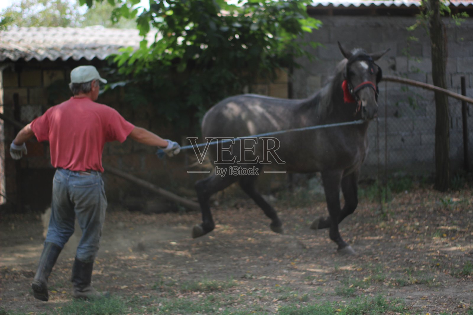 老人与马同行照片摄影图片