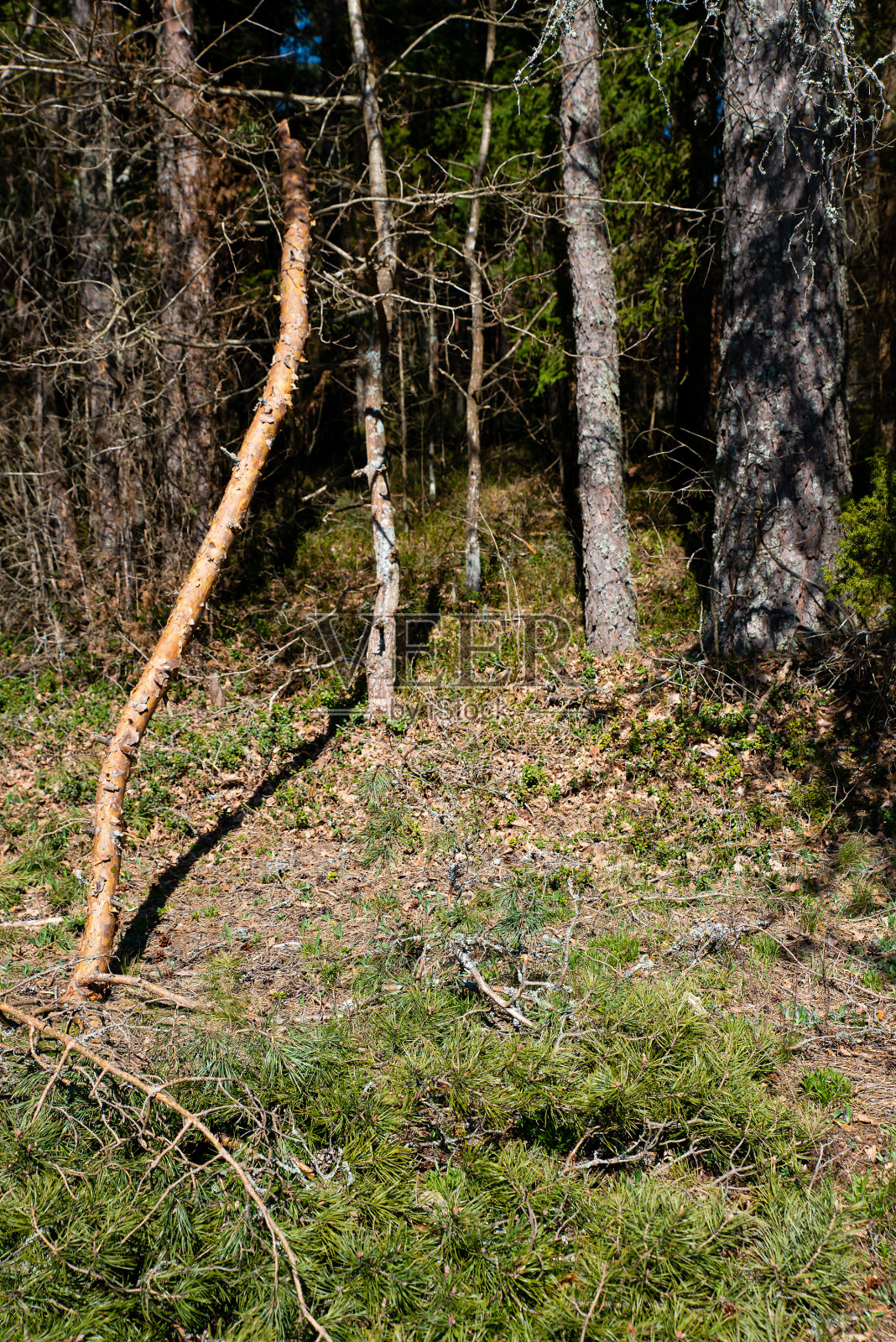 森林。松林。照片摄影图片