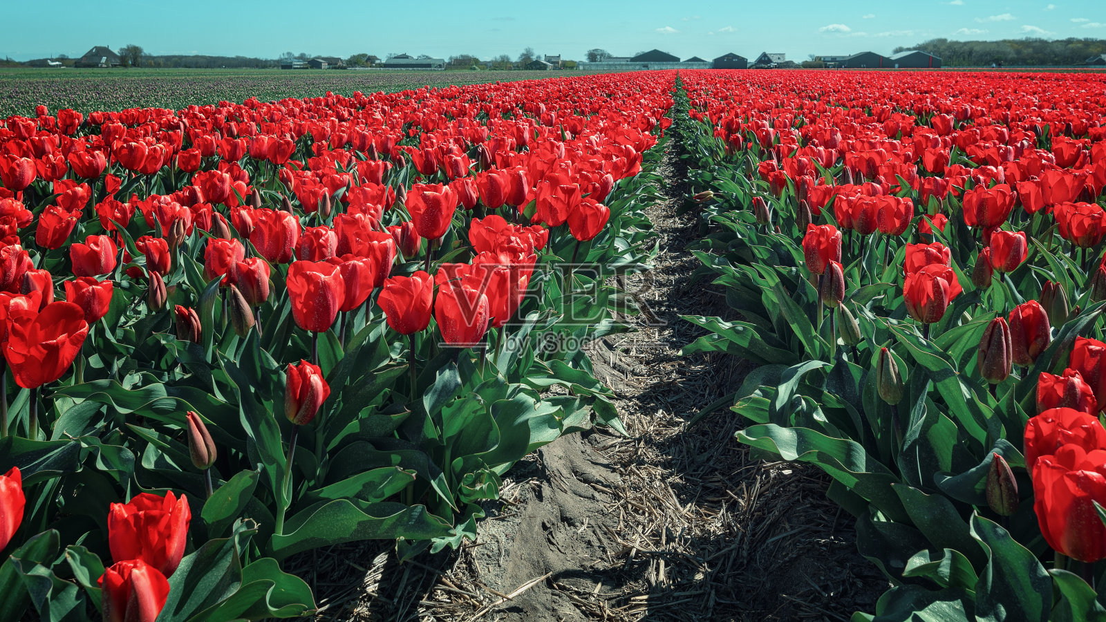 荷兰北荷兰省沙丘后面的红色郁金香田照片摄影图片