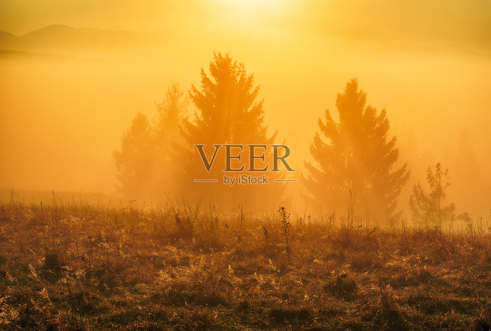 光线穿过树林照片摄影图片