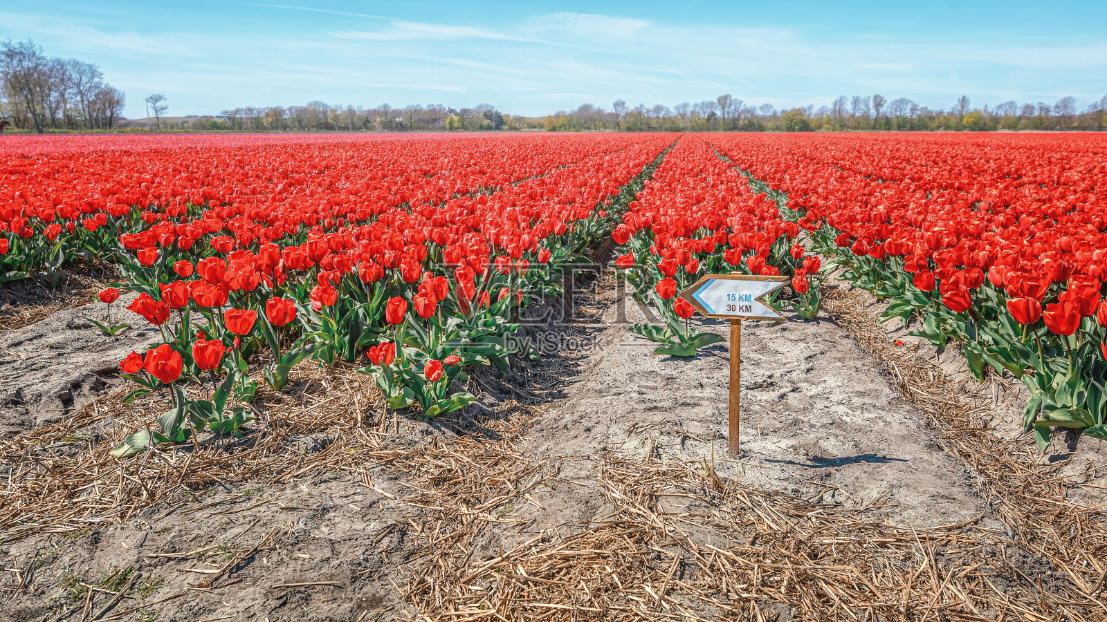 荷兰北荷兰省沙丘后面的红色郁金香田照片摄影图片